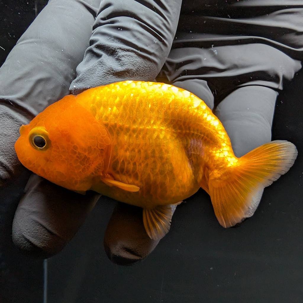 Ranchu Red White 2.5"-3" in. ID#724R4A-022
