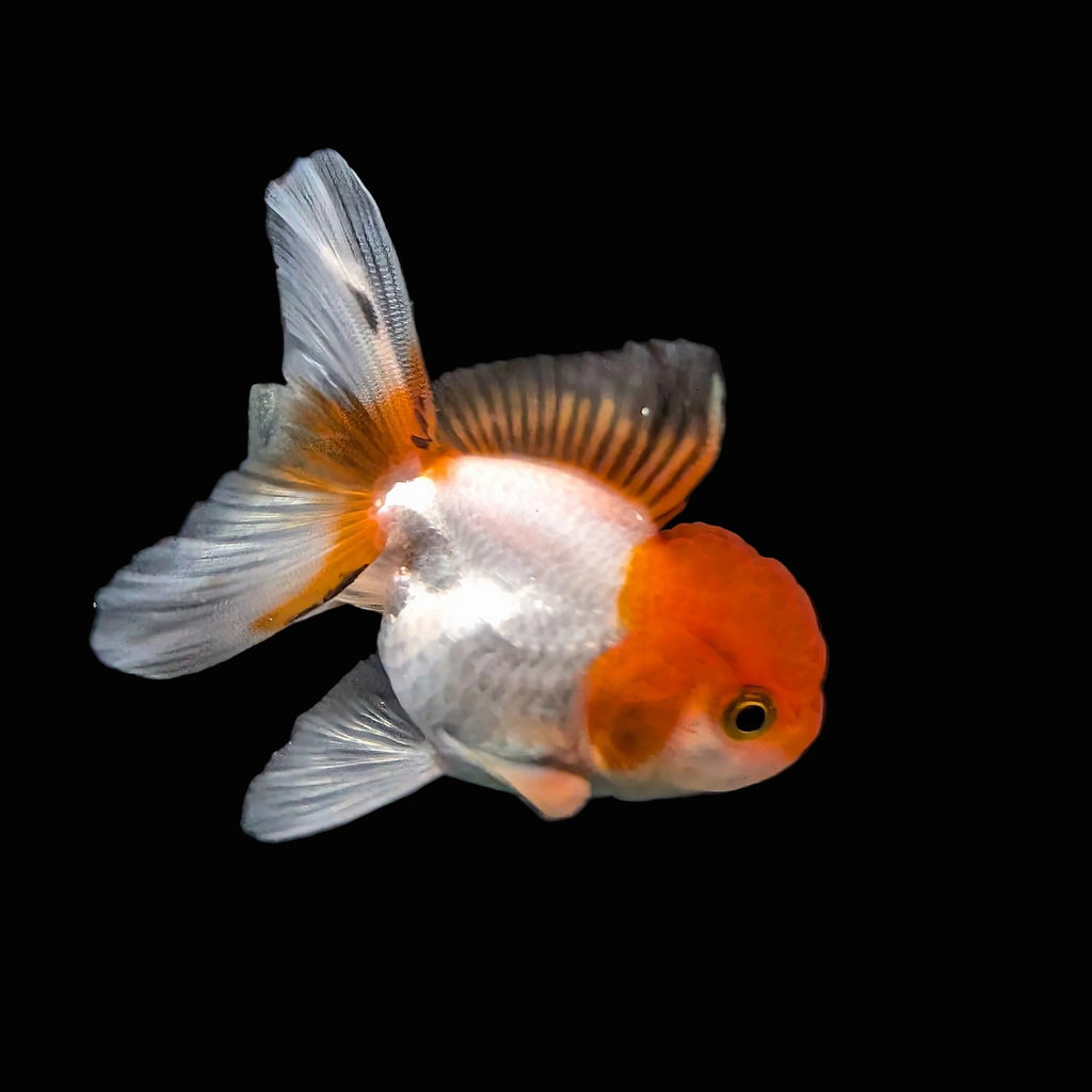 Juvenile Oranda Tricolor 3.5"-4" in.  ID#417T7A-007