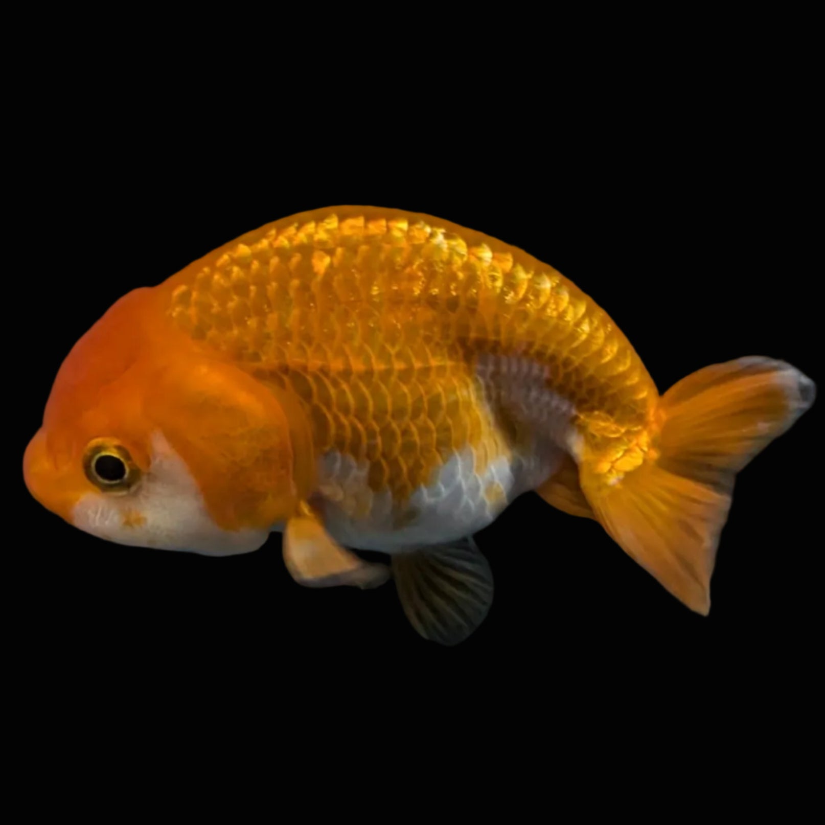 Ranchu Red White 3.5"-4"in. ID#821R4A-055