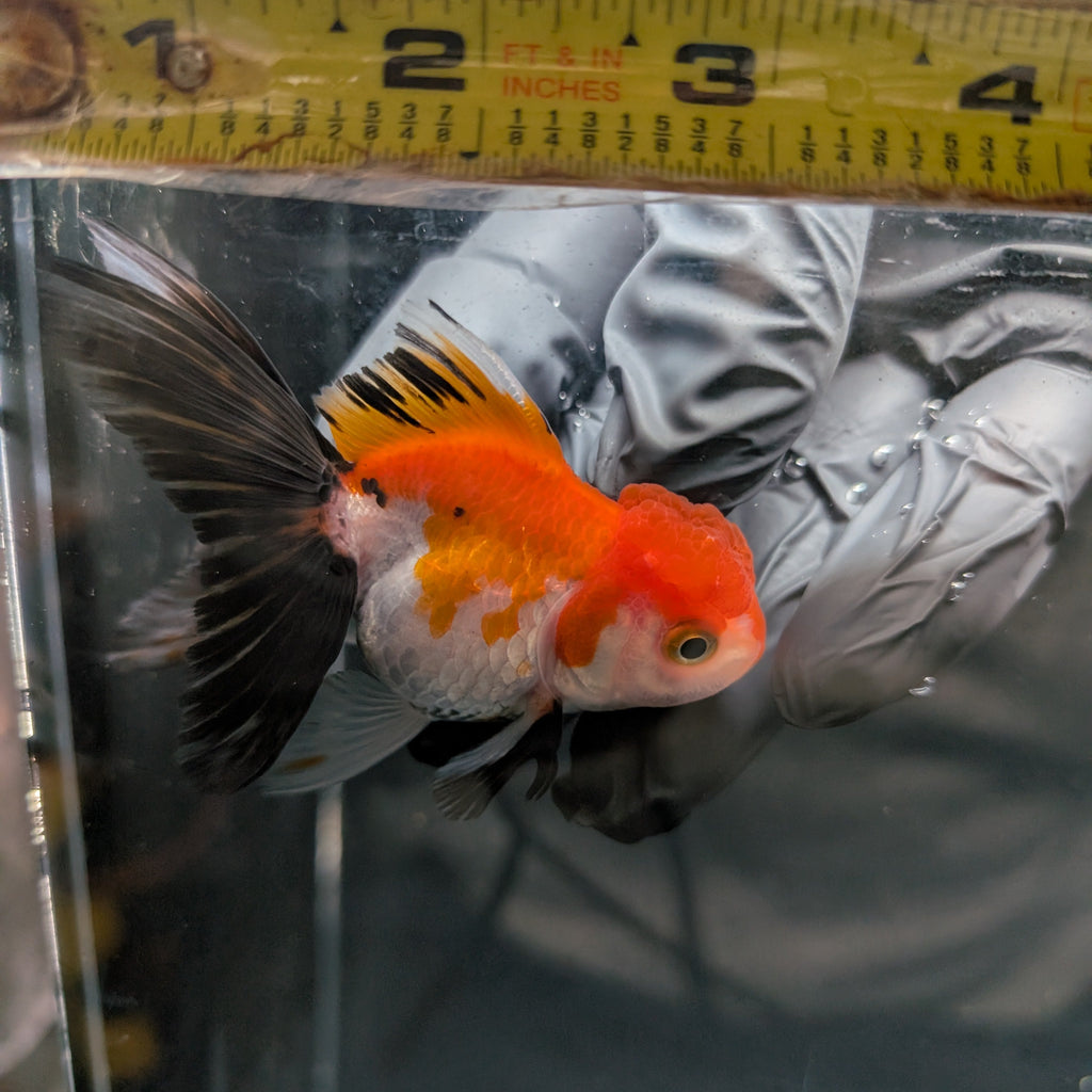 Juvenile Oranda Tricolor 3.5"-4" in.  ID#403T8A-009
