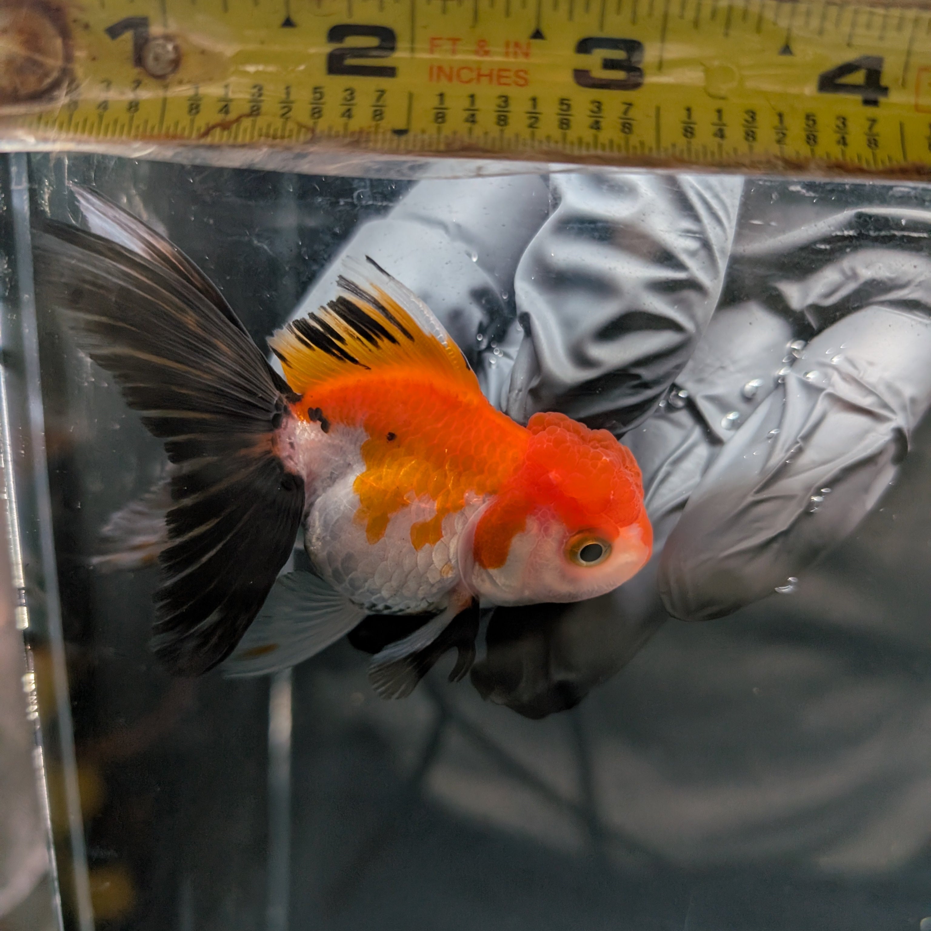 Juvenile Oranda Tricolor 3.5"-4" in.  ID#403T8A-009