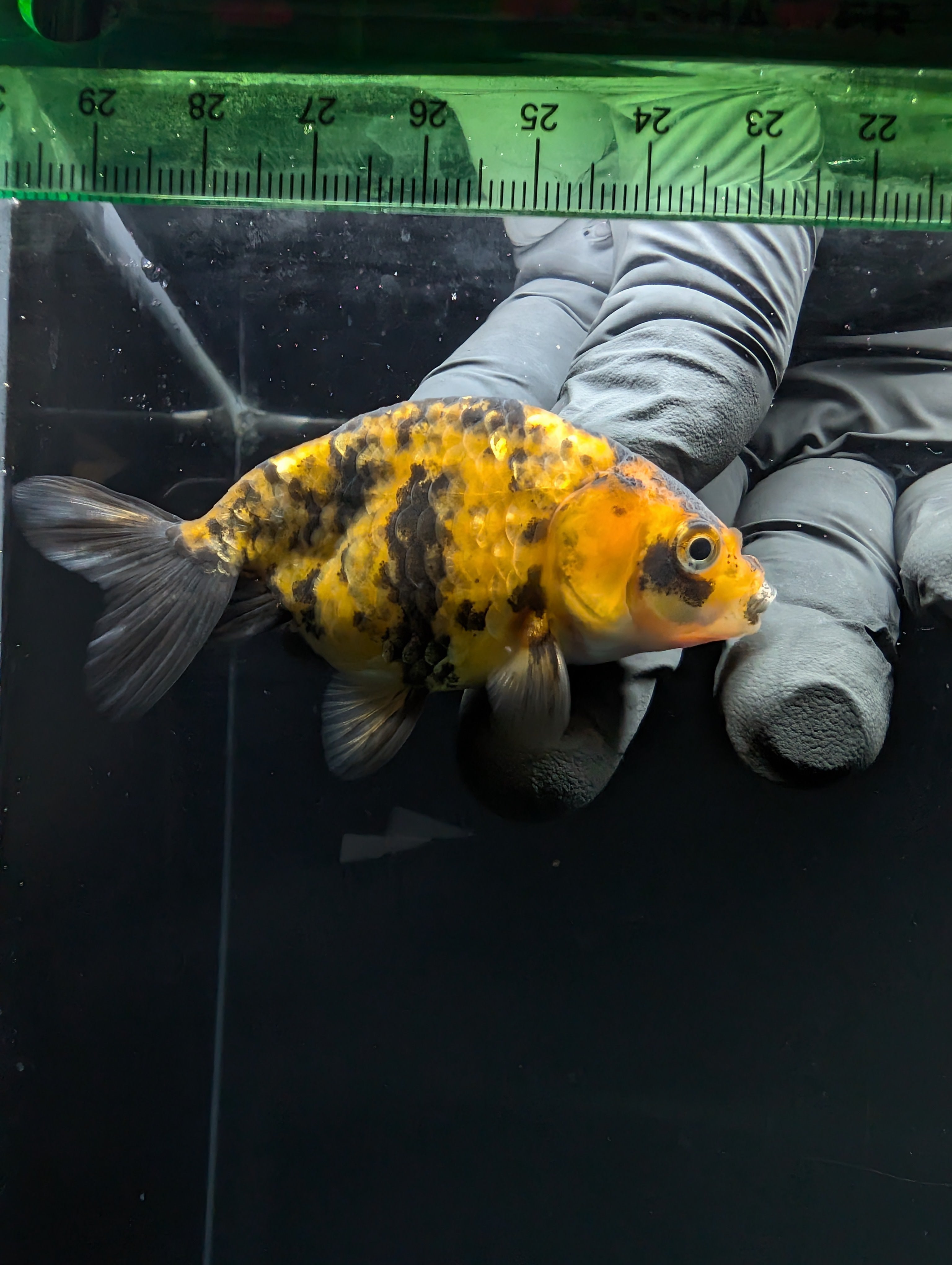Ranchu Calico 2.5"-3" in. ID#717R4A-013