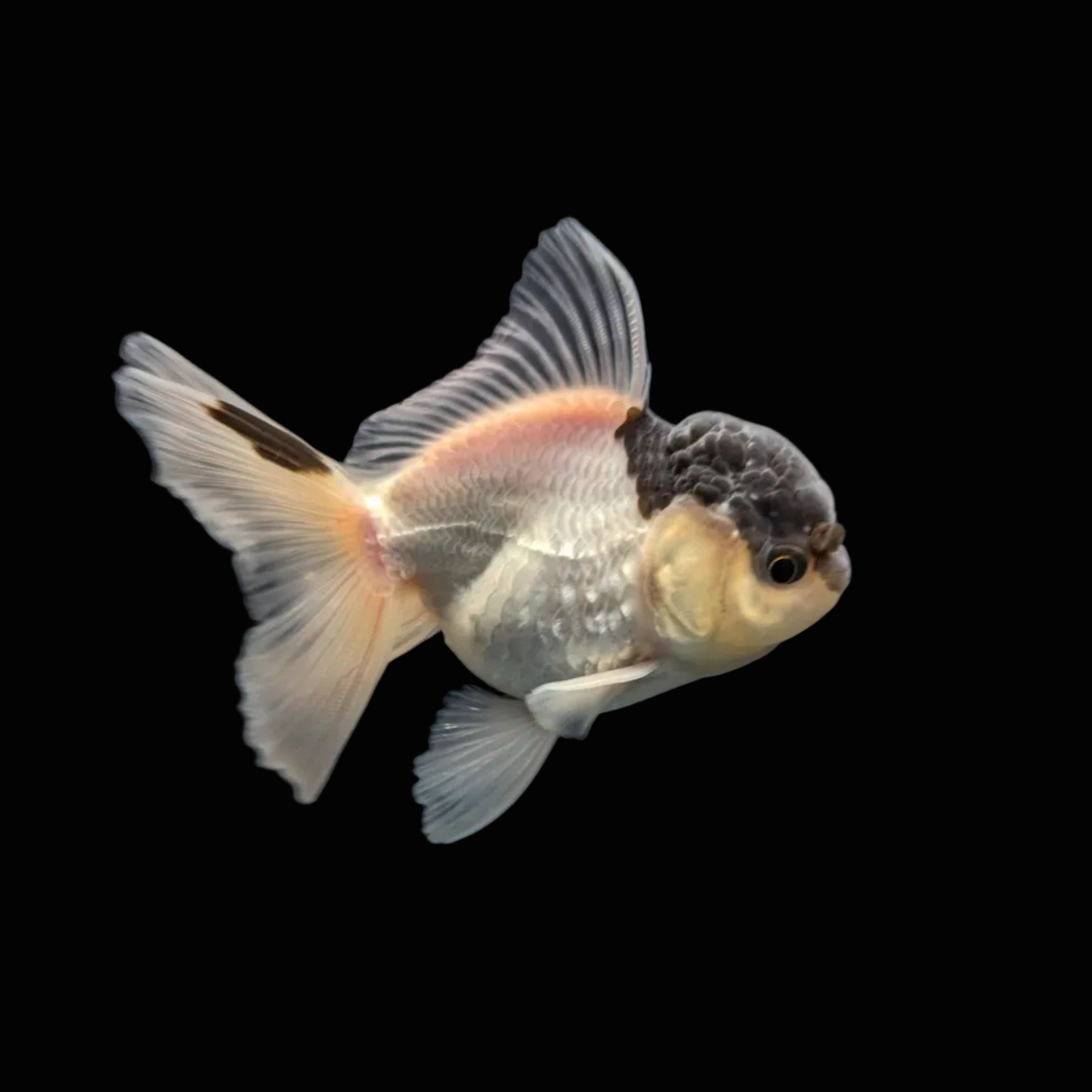Juvenile Oranda Panda 3.5"-4" in.  ID#327T13b-032