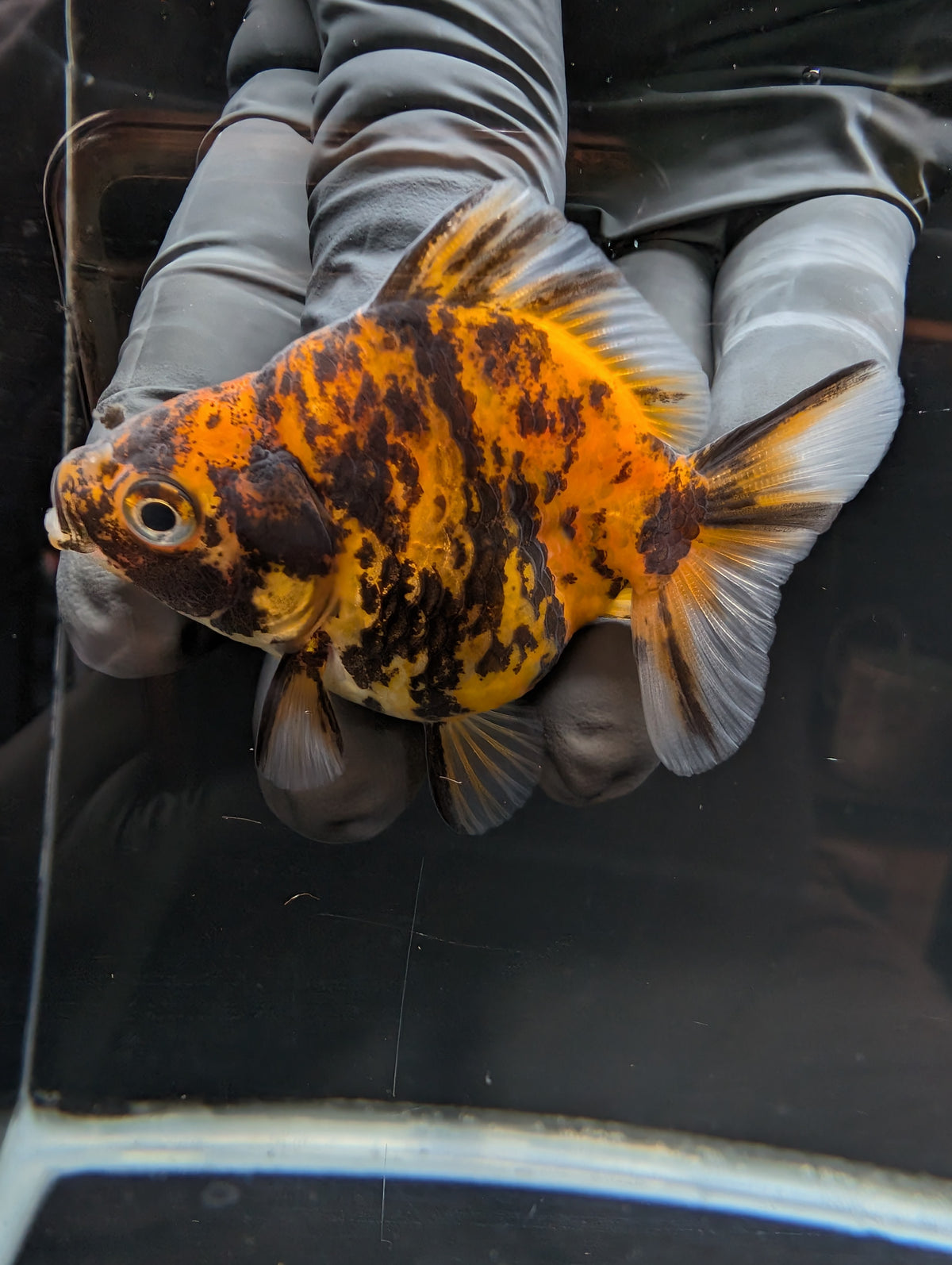 Baby Thai Shogun Oranda Tiger Calico 2"-2.5" in. ID#1023BSG11A-027