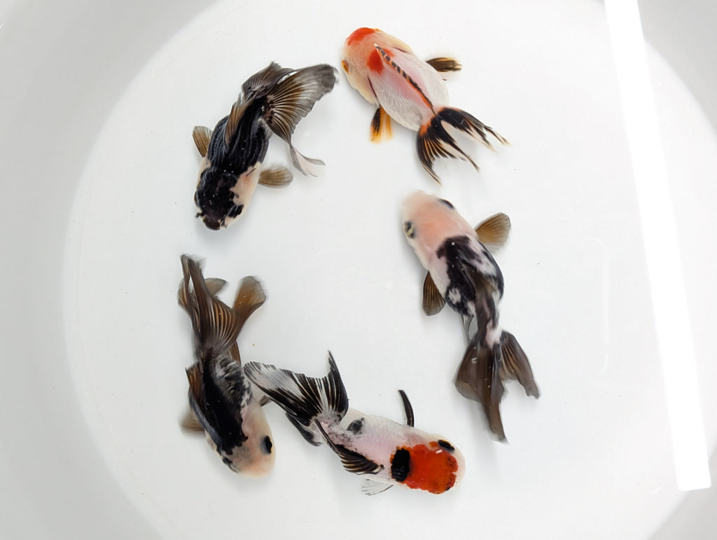 Single - Thai Oranda Mix Color - Tricolor, Panda, Red Black  3.5"-4" in. *Assorted Dealers Choice