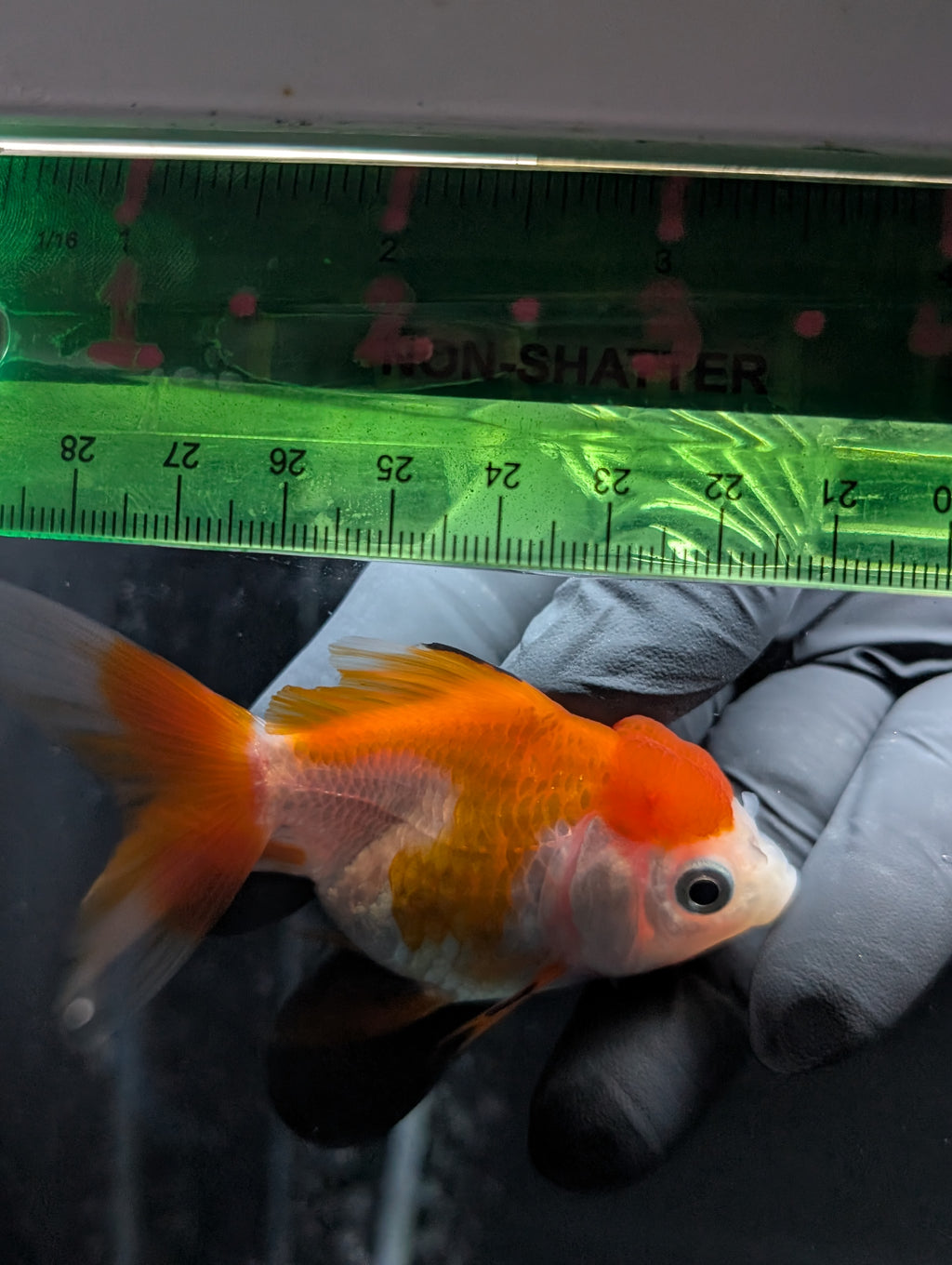 Juvenile Oranda Red White 3"-3.5"in.  ID#619T1A-002