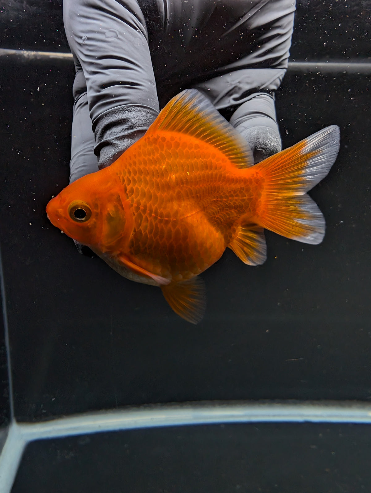 Tamasaba Red White 3"-3.5" in. ID#1009TM1B-001