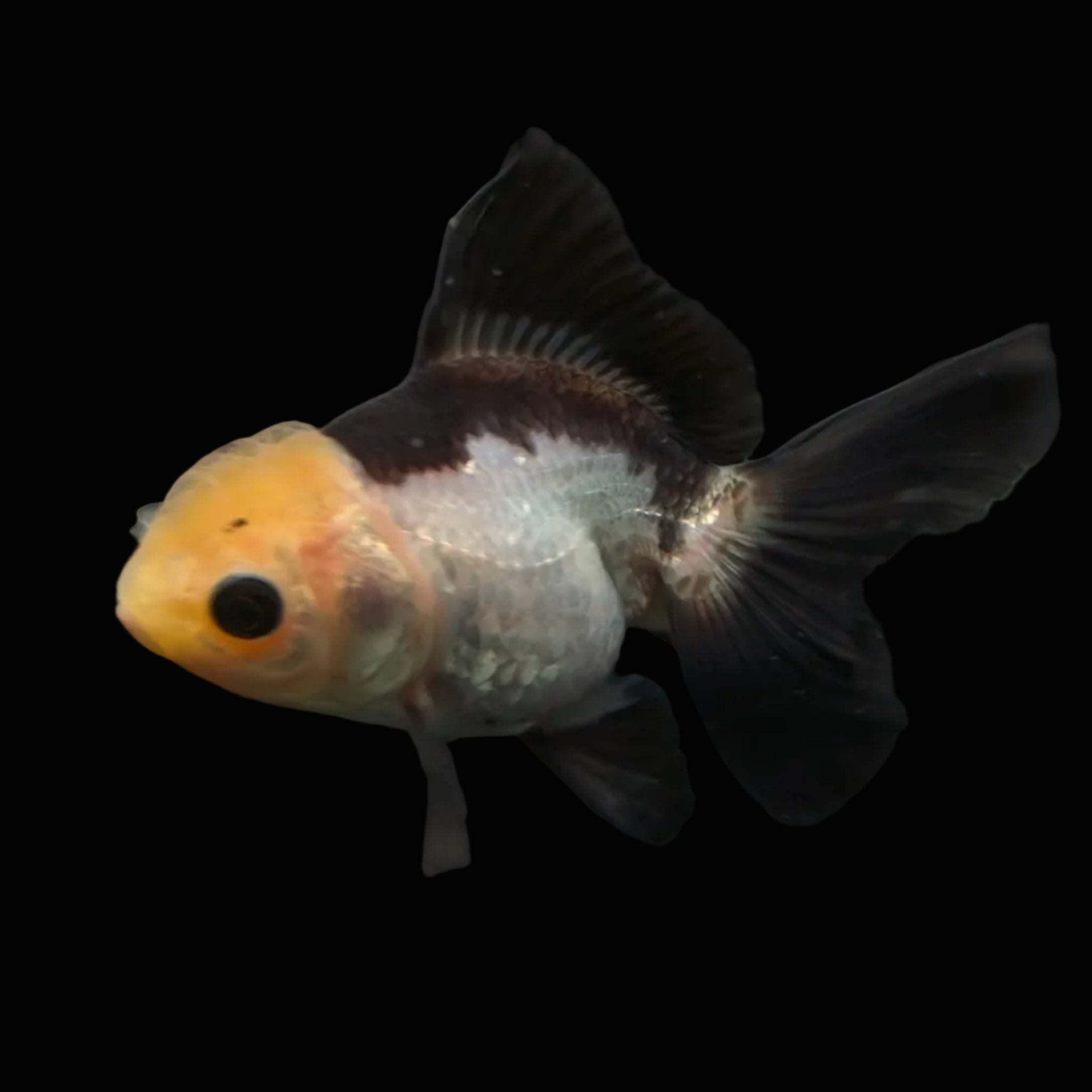 Thai Juvenile Oranda Panda 3"-3.5" in.  ID#626T1A-007