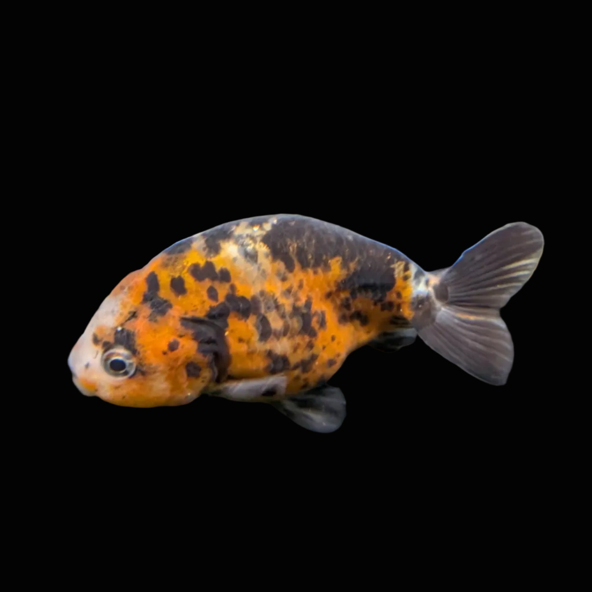Ranchu Calico 3"-3.5" in. ID#417R13A-002