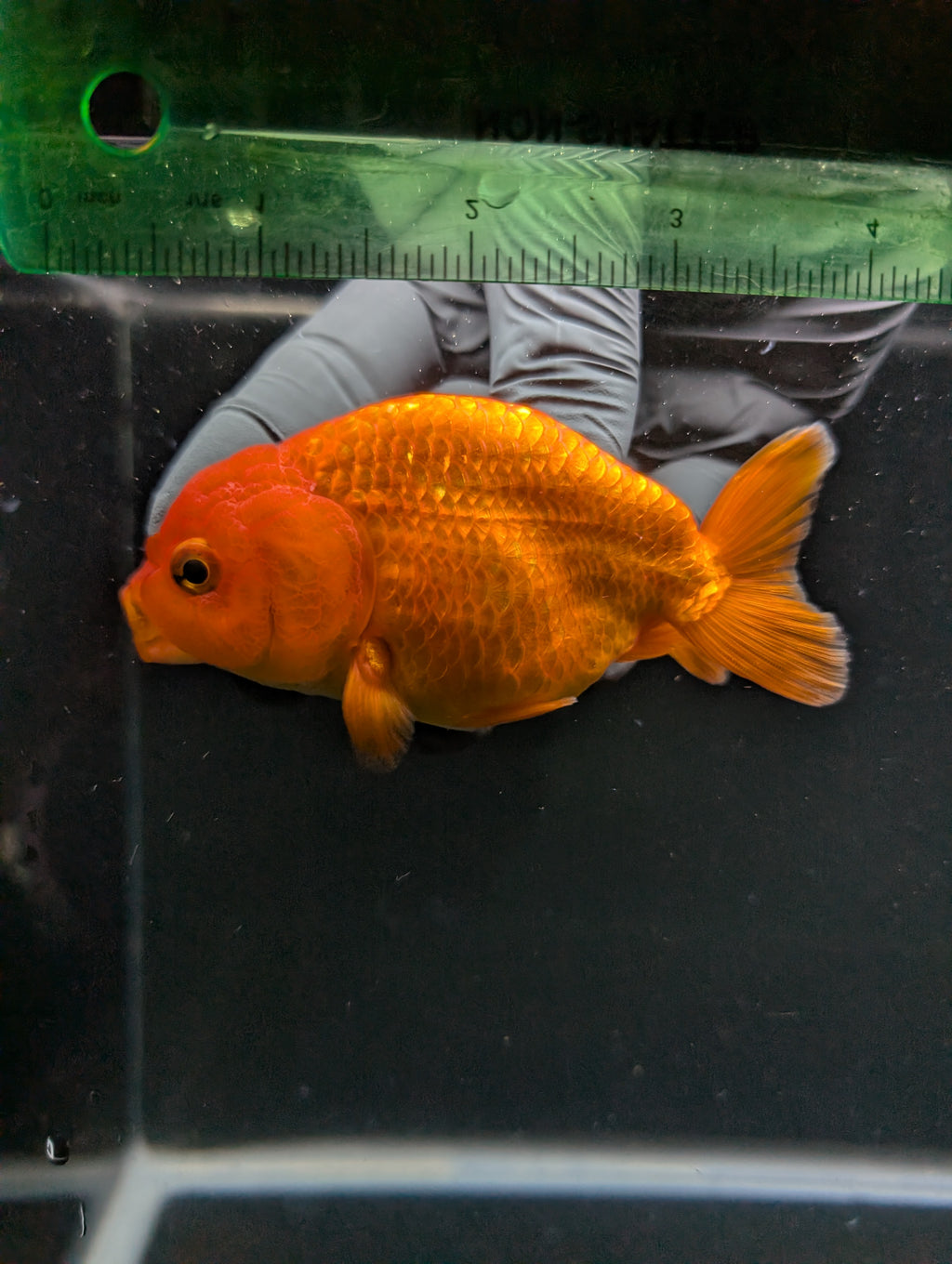 Ranchu Red White 4"in. ID#828R4A-026