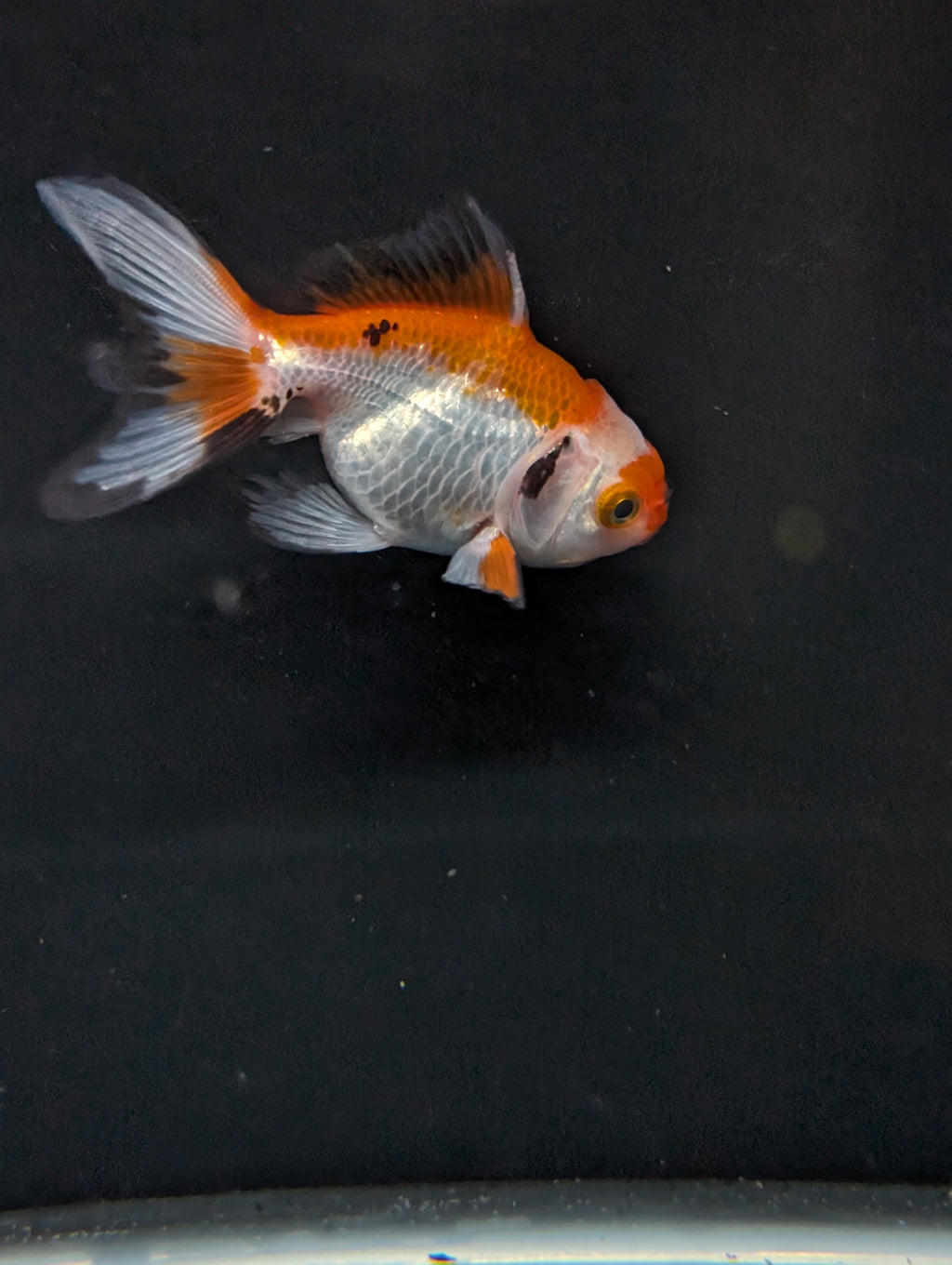 Juvenile Oranda  Tricolor 3"-3.5"in.  ID#619T1A-004