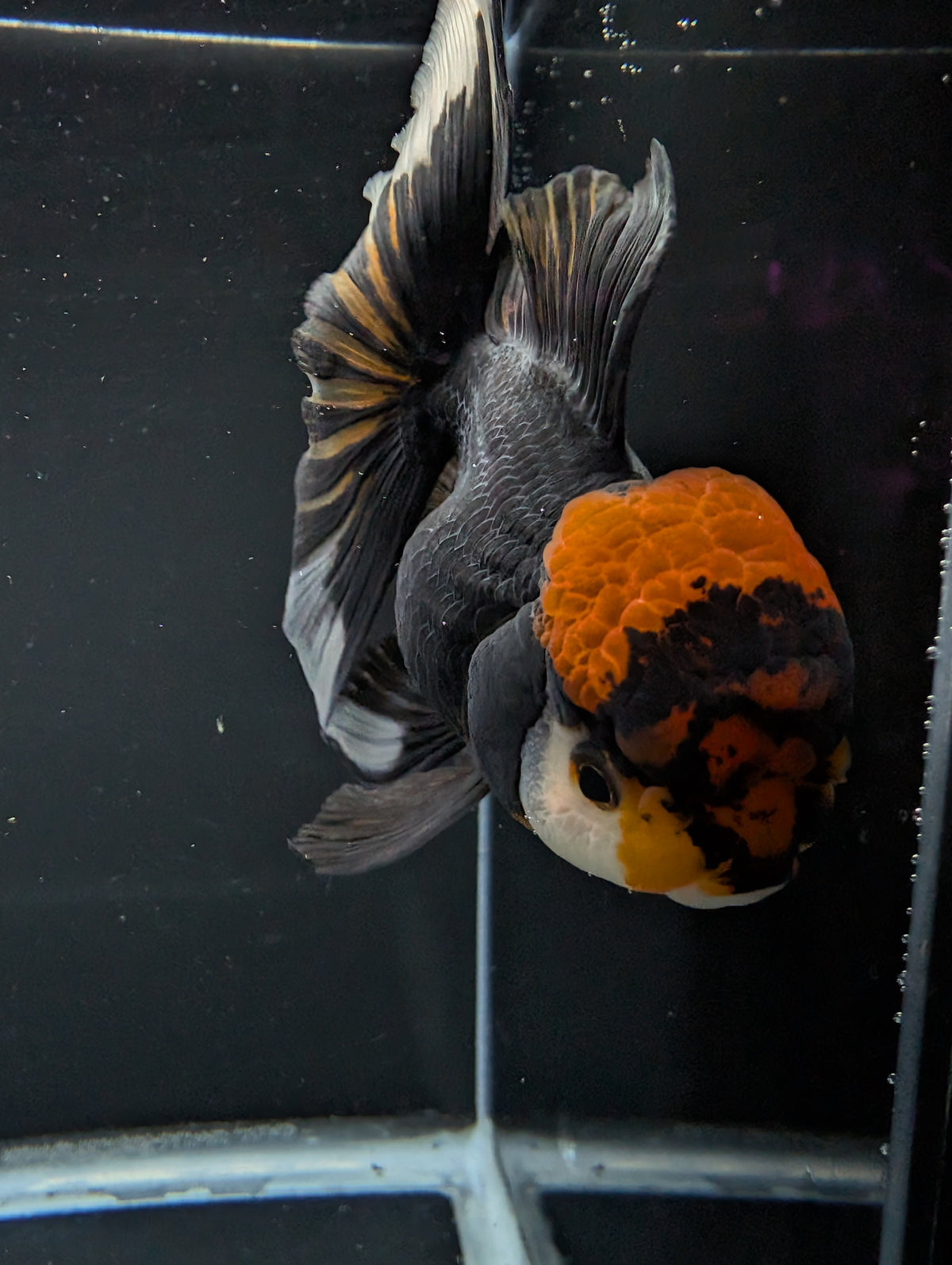 Thai Oranda Tricolor 4"-4.5"in.  ID#1023T1A-021