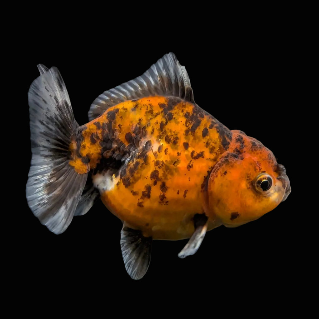 Thai Oranda Shogun Calico 4" in. ID#703SG7A-009