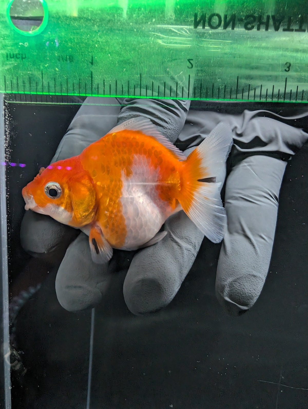 Baby Thai Shogun Oranda Red White 2"-2.5" in. ID#1016BSG11A-006