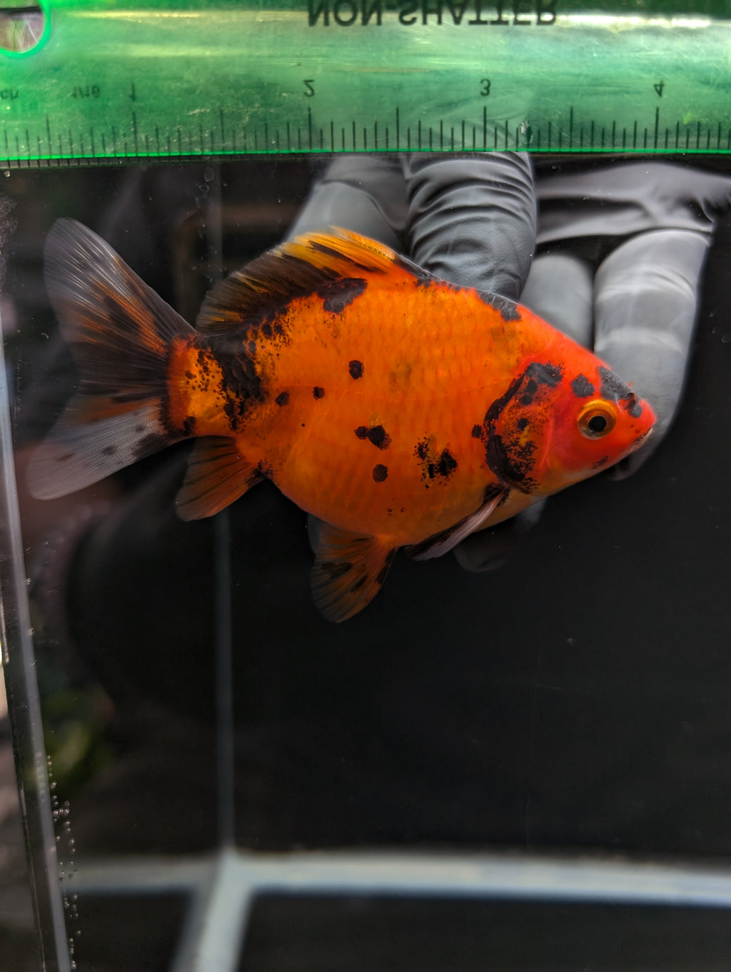 Tamasaba Calico 4" in. ID#1023TM1B-022