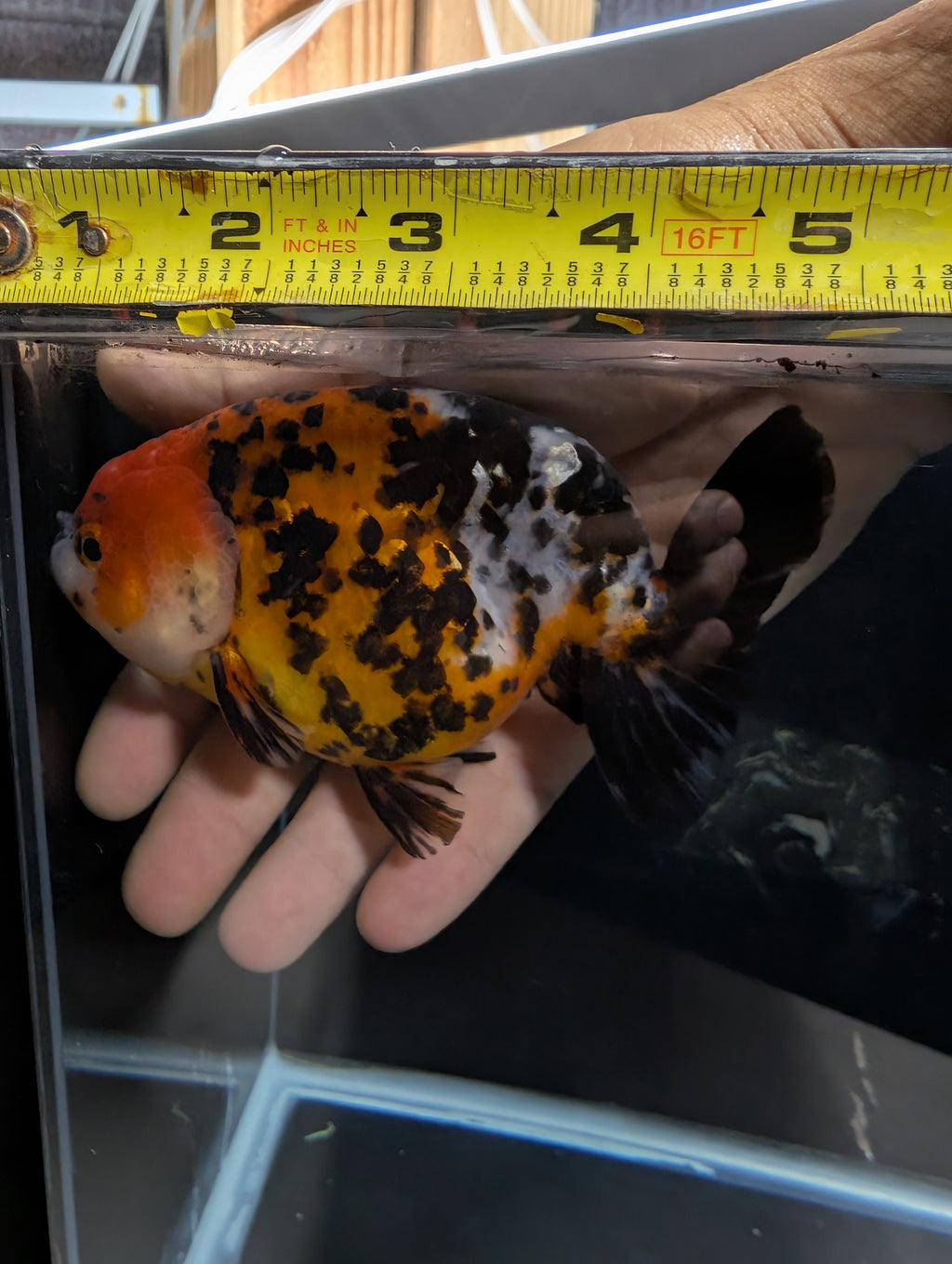 Jumbo Ranchu AA Grade *Special Color Tiger Calico 5" in. ID#116R4B-04