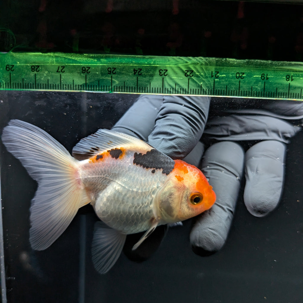 Thai Juvenile Oranda Tricolor 3"-3.5" in.  ID#703T1A-009