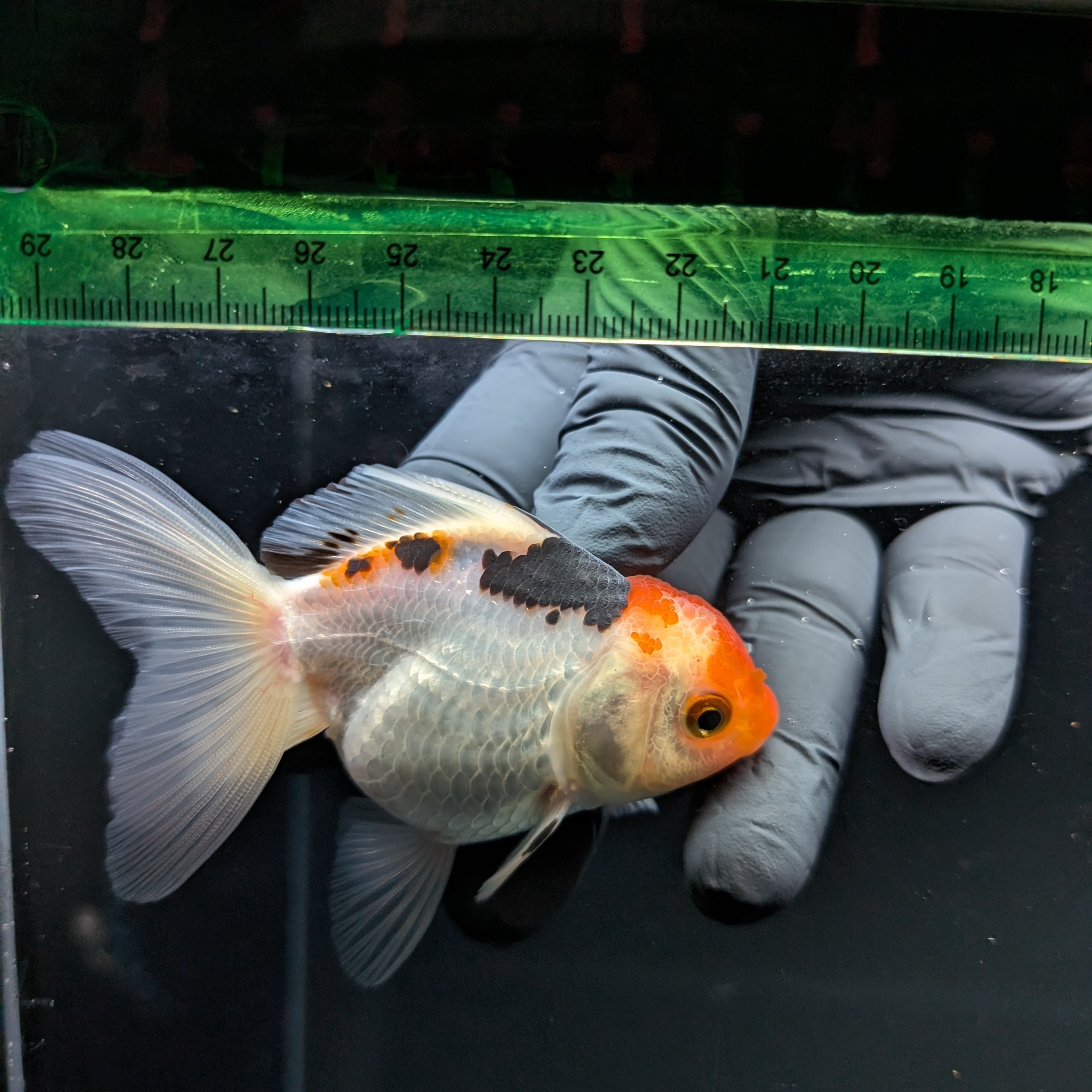 Thai Juvenile Oranda Tricolor 3"-3.5" in.  ID#703T1A-009