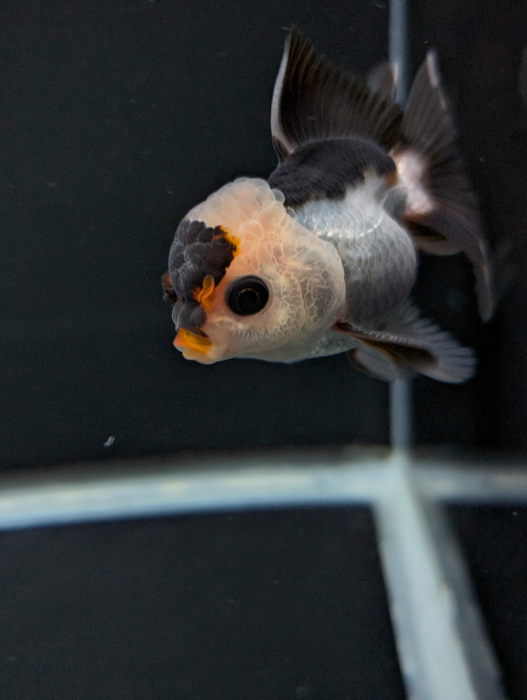 Juvenile Thai Oranda Panda 3"in.  ID#814T1A-006