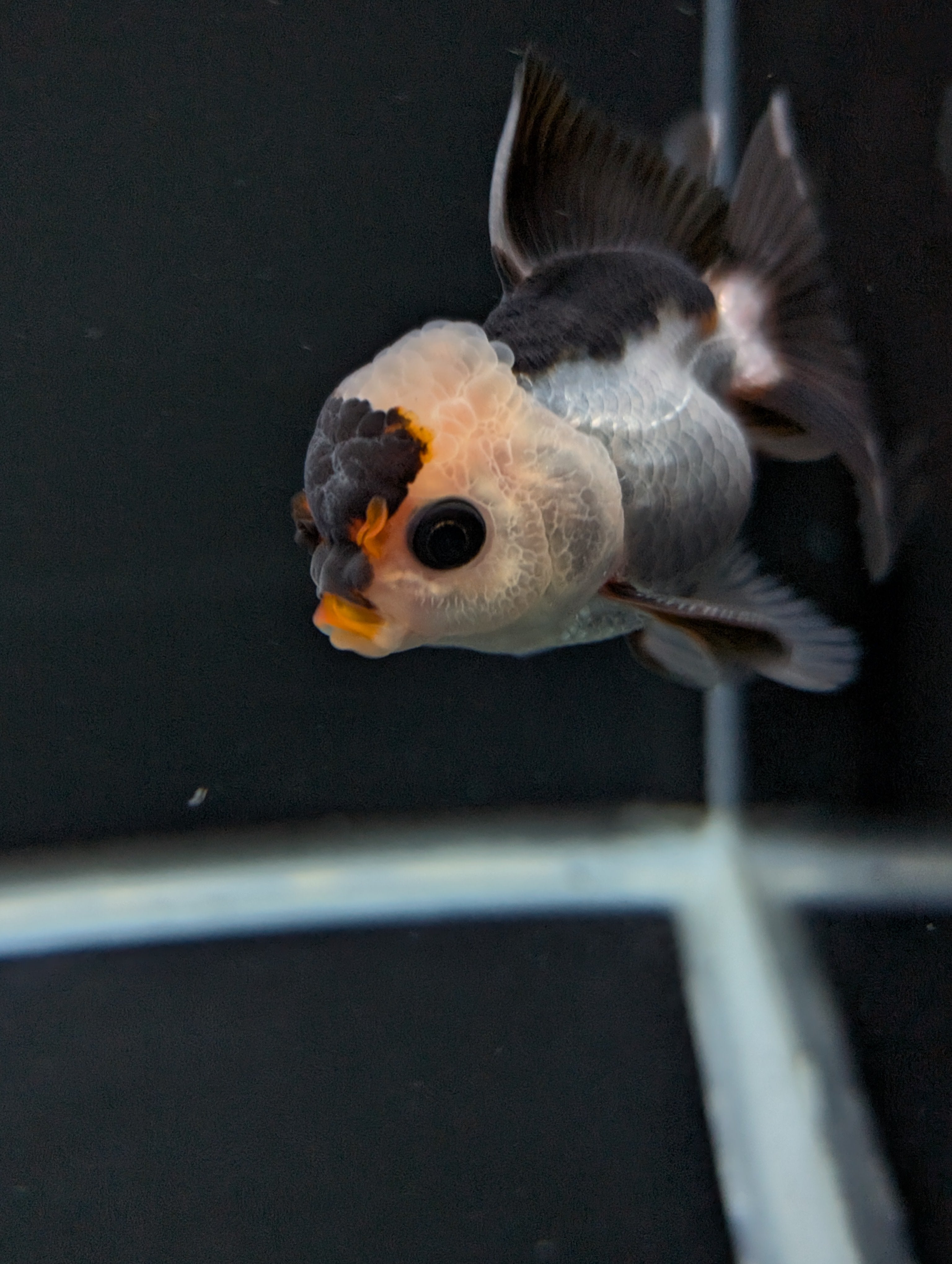 Juvenile Thai Oranda Panda 3"in.  ID#814T1A-006