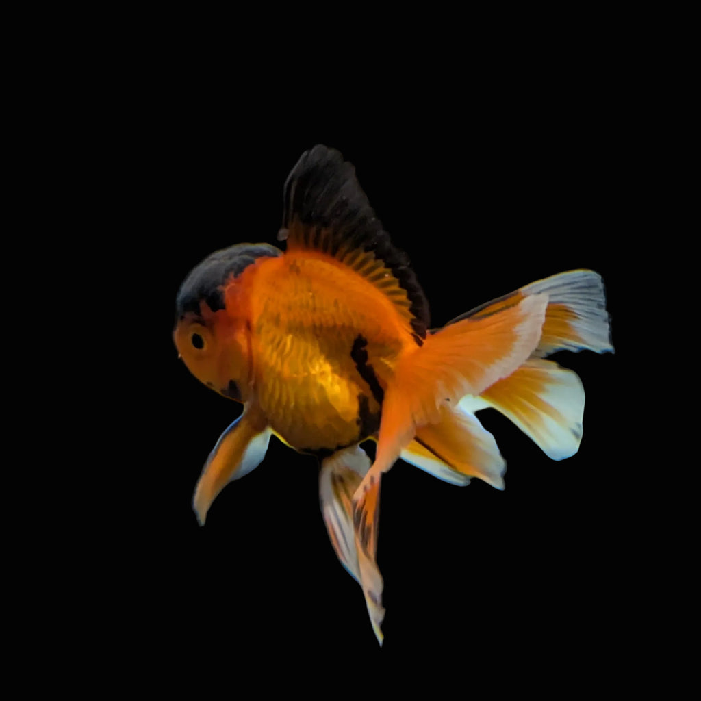Juvenile Oranda Tricolor 3.5"-4" in.  ID#320T13b-016