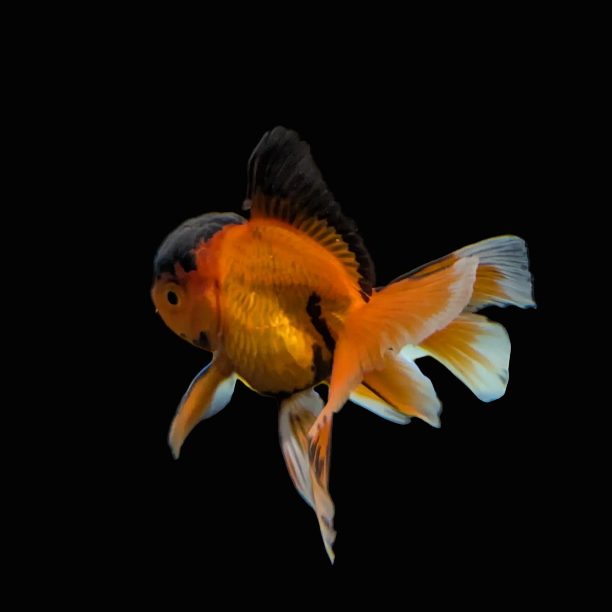 Juvenile Oranda Tricolor 3.5"-4" in.  ID#320T13b-016