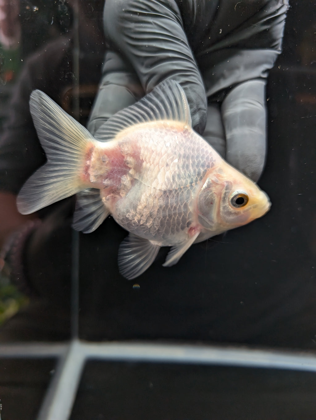 Tamasaba White 3.5"in. ID#1023TM1B-025