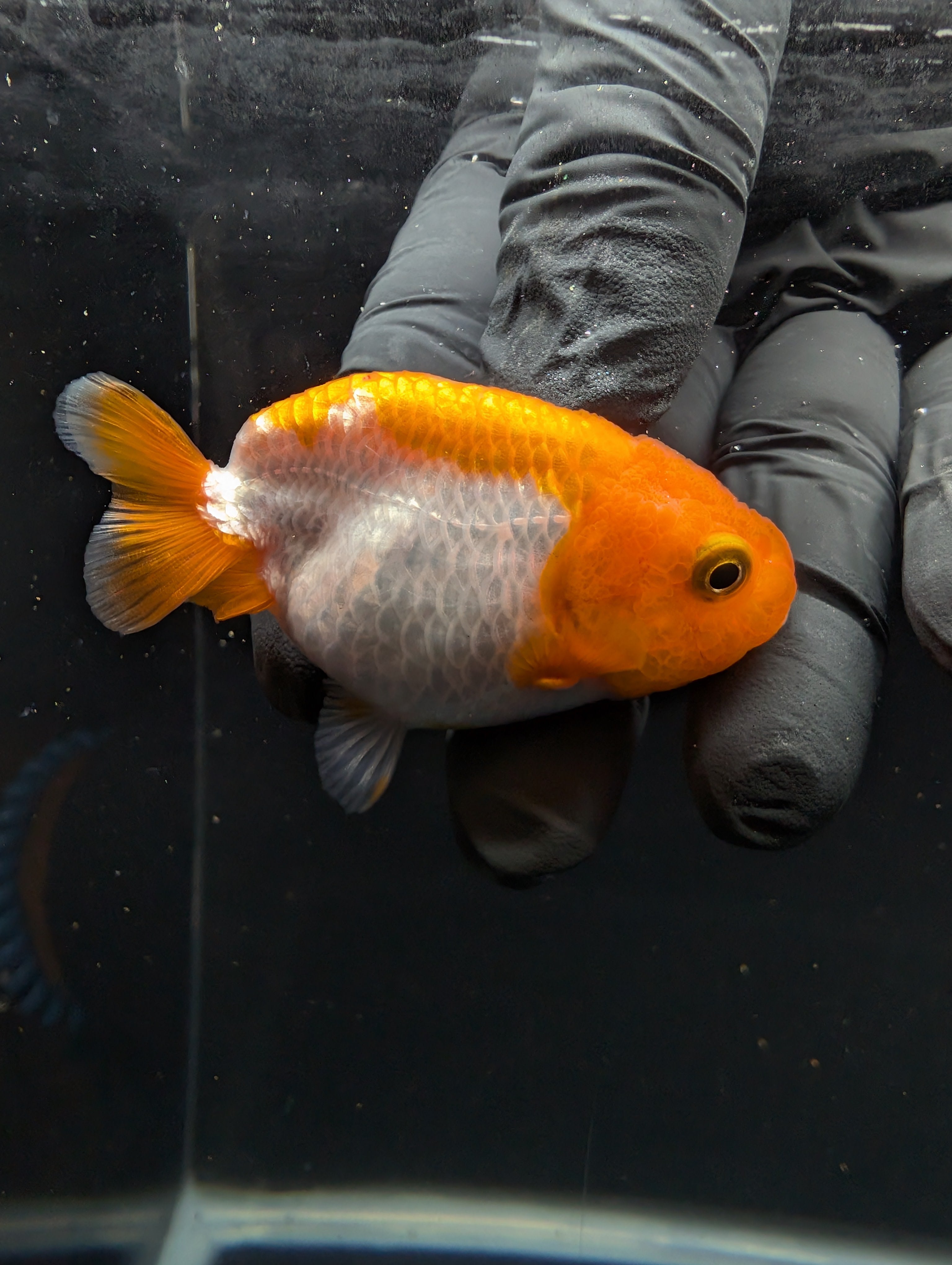 Baby Ranchu Red White 2.5"-3" in. ID#605R4A-071