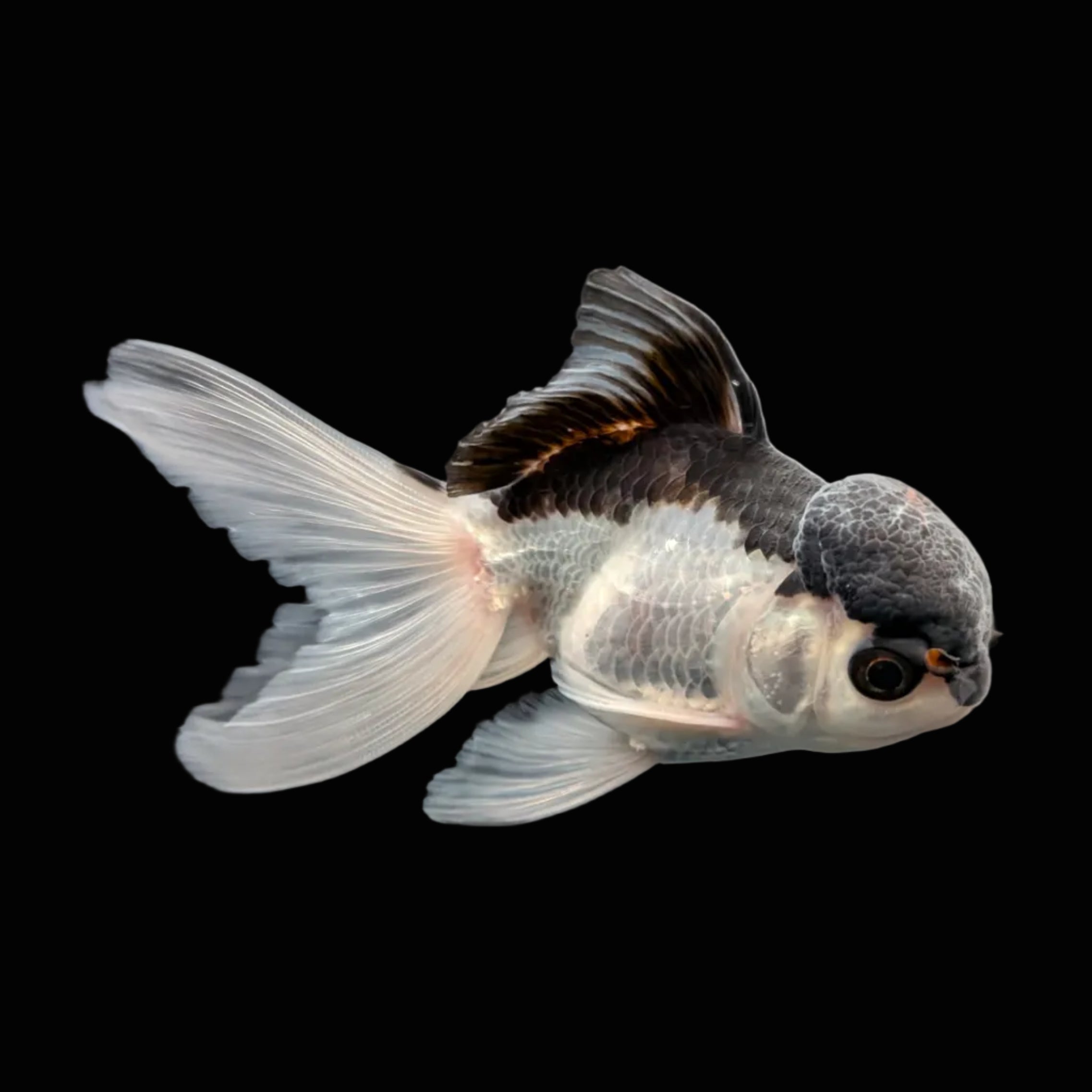 Juvenile Oranda Panda 3.5"-4" in.  ID#508T2A-030