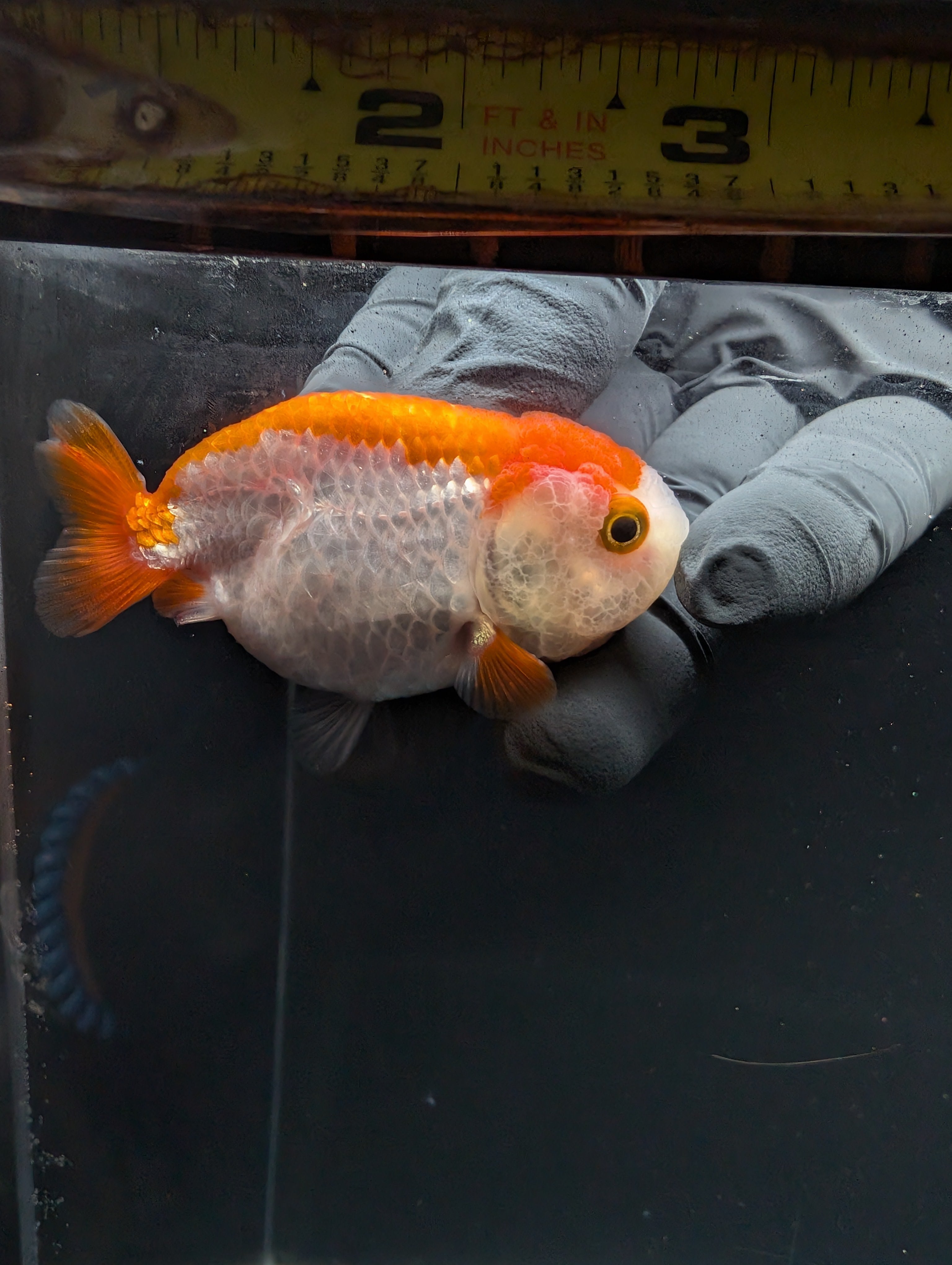 Baby Ranchu Red White 2.5"-3" in. ID#605R4A-074