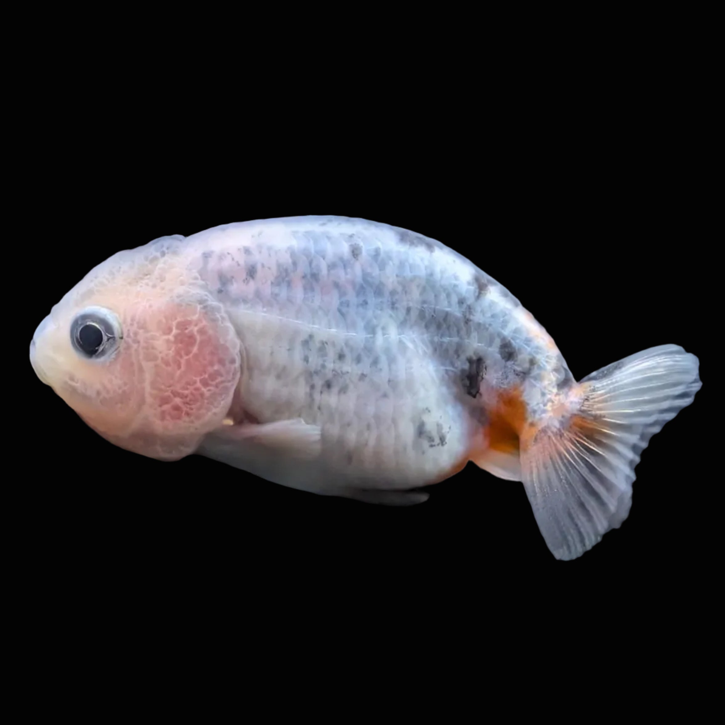 Baby Ranchu  Calico 2"-2.5" in. ID#508R3A-016