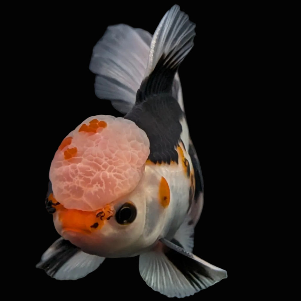 Thai Oranda Tricolor  4.5"-5"  ID#718T5B-003