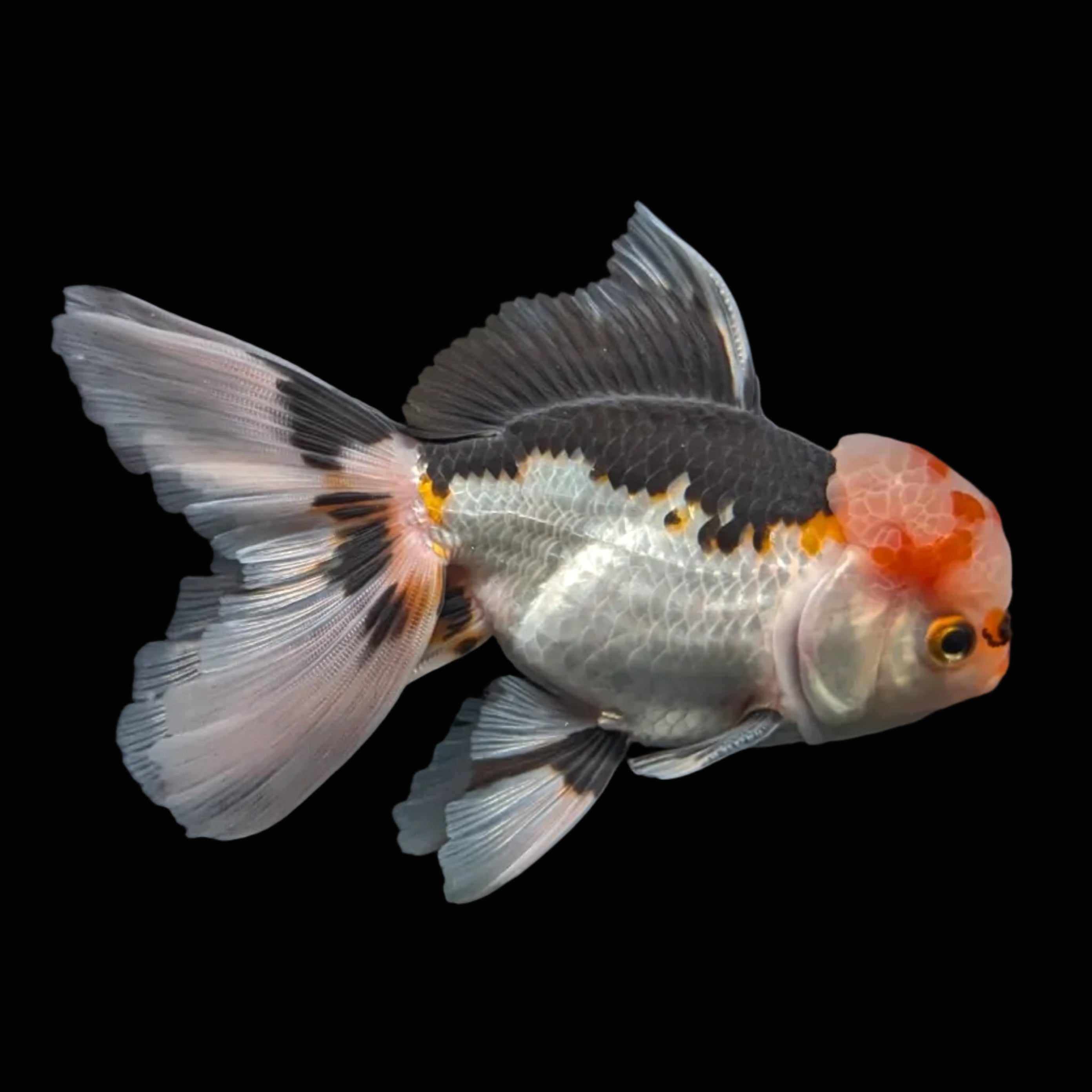 Thai Oranda Tricolor  4.5"-5"  ID#718T5B-003