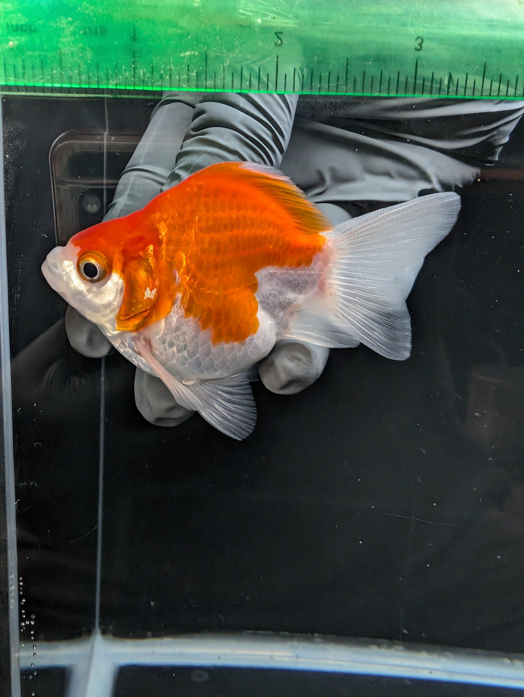 Tamasaba Red White 3.5"in. ID#1023TM1B-031