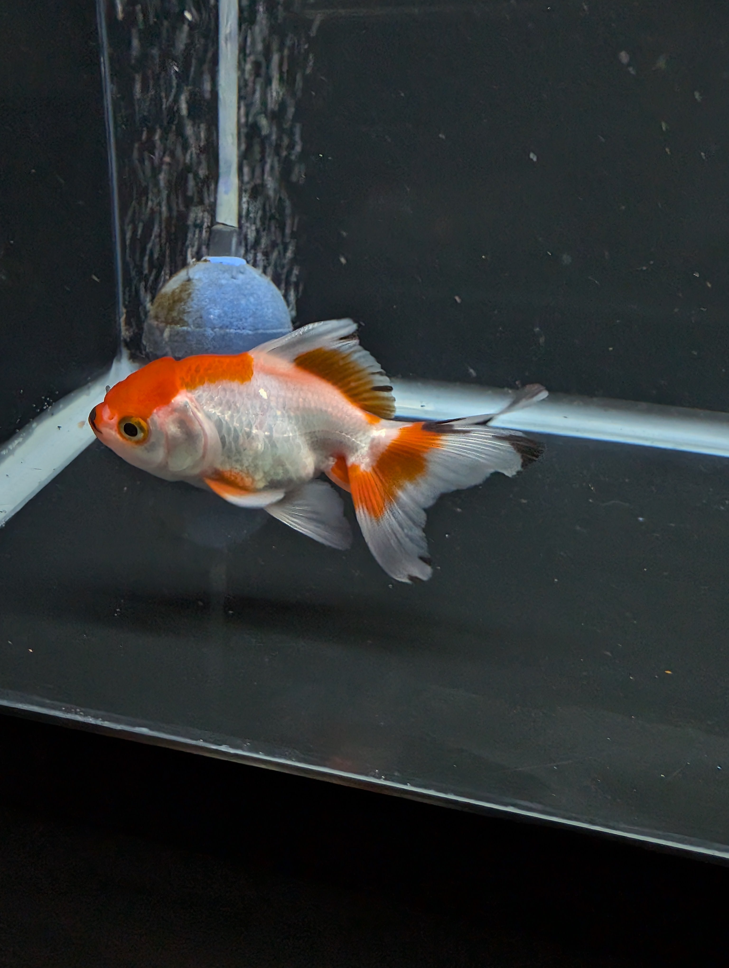 Juvenile Oranda  Red White 3"-3.5"in.  ID#619T1A-018