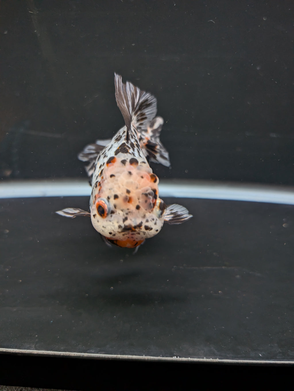 Calico Oranda 4.5"-5"in. ID#814LB2A-53