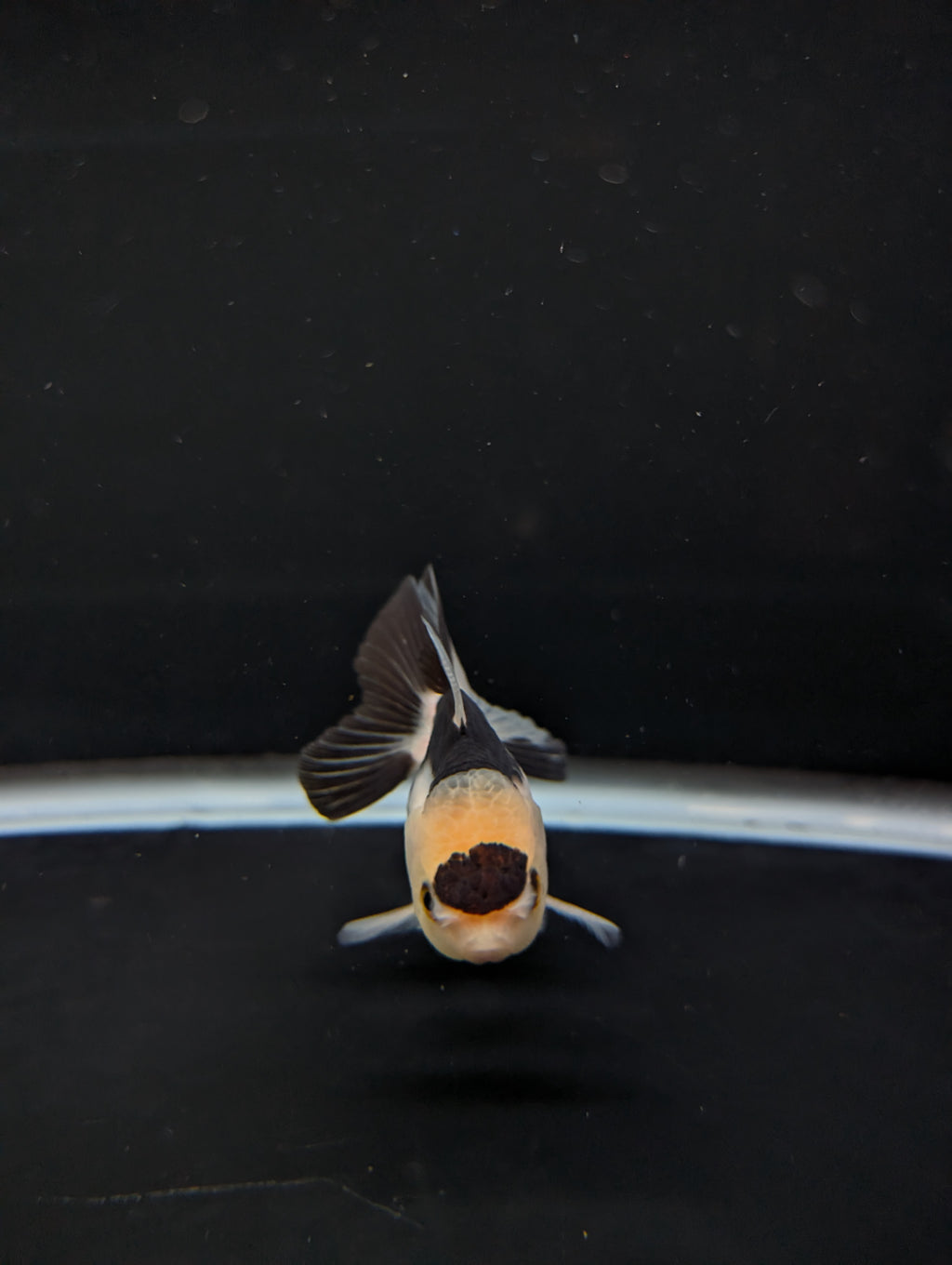 Juvenile Thai Oranda Panda 3"in.  ID#814T1A-008