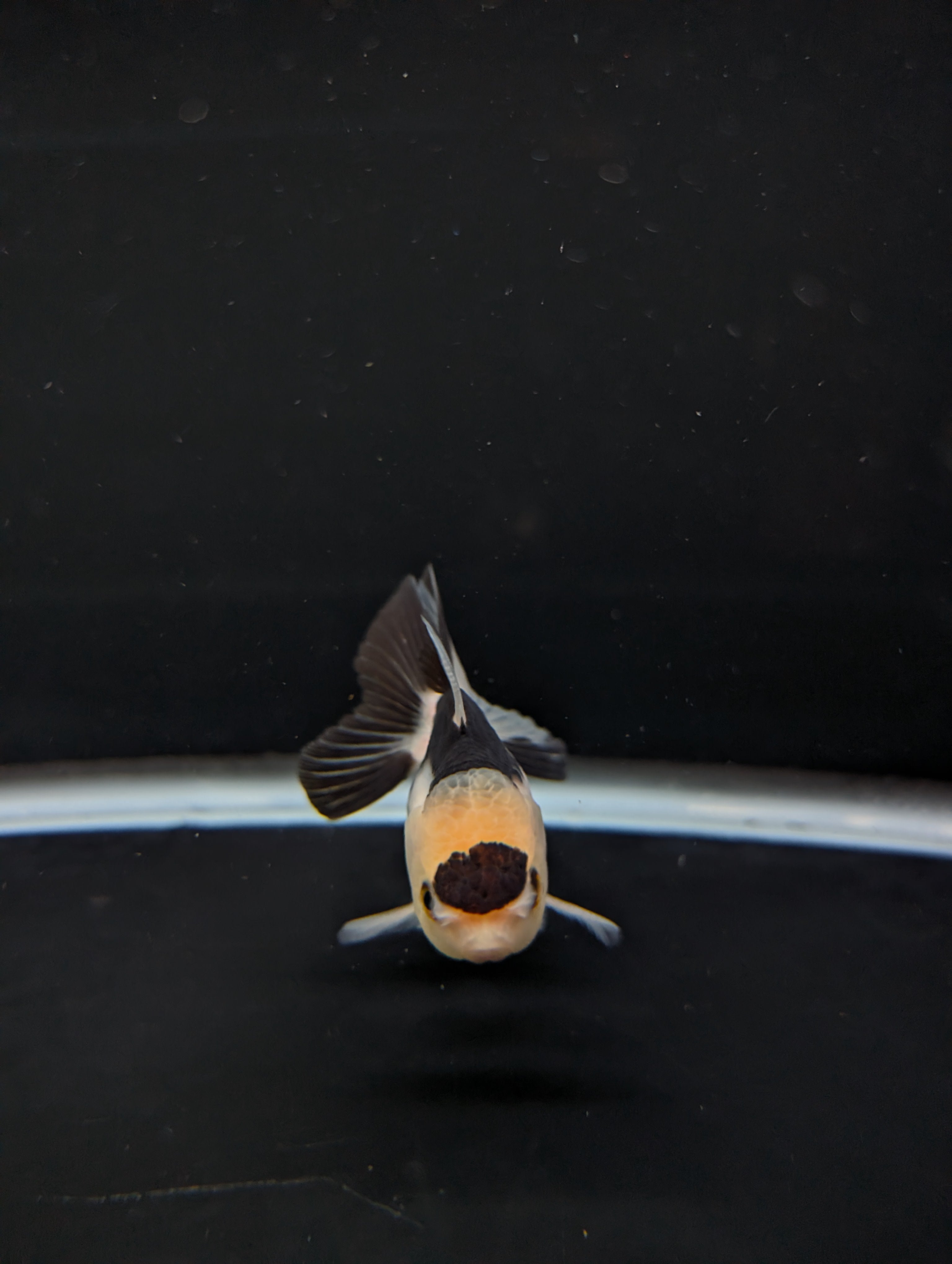 Juvenile Thai Oranda Panda 3"in.  ID#814T1A-008
