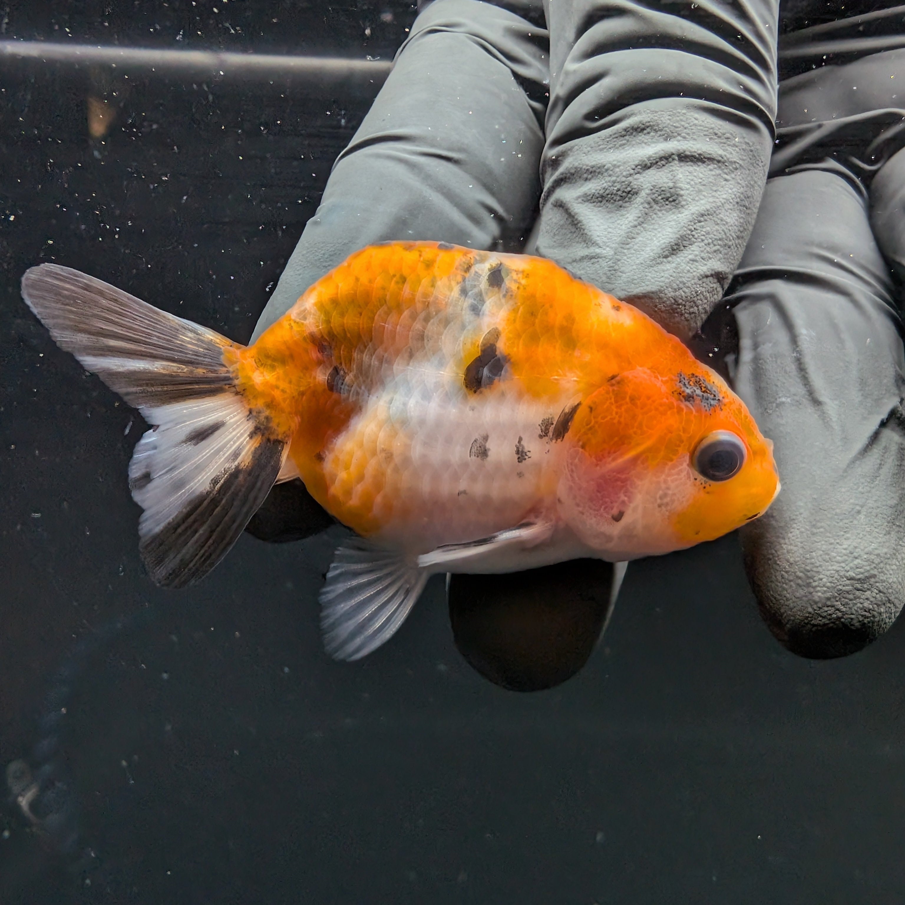 Ranchu Calico 2.5"-3" in. ID#717R4A-008
