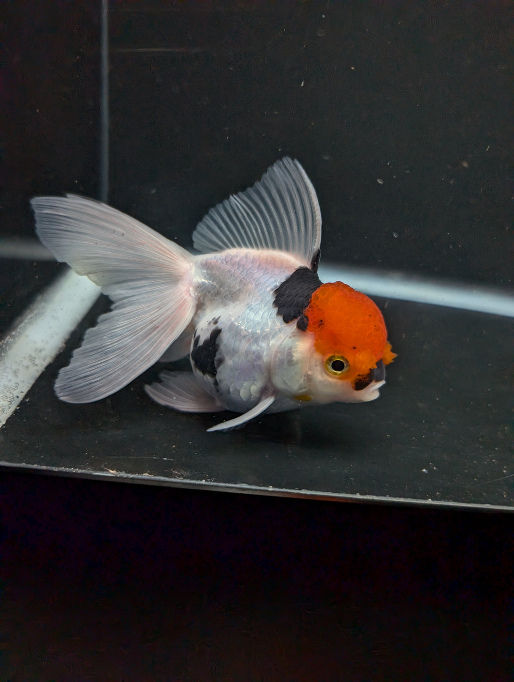 Thai Oranda Tricolor 4"-4.5"in.  ID#1016T1A-006