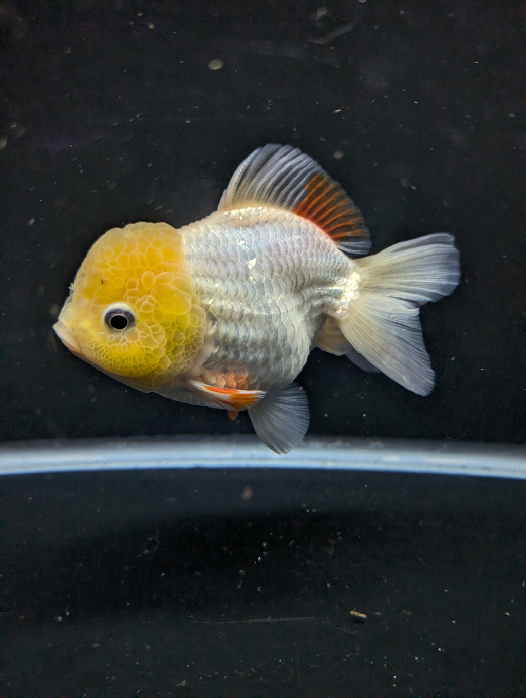 Jumbo Oranda Yuan Bao / Shogun Lemon Head Red White   4.5"-5"in. ID#1016YB13A-011