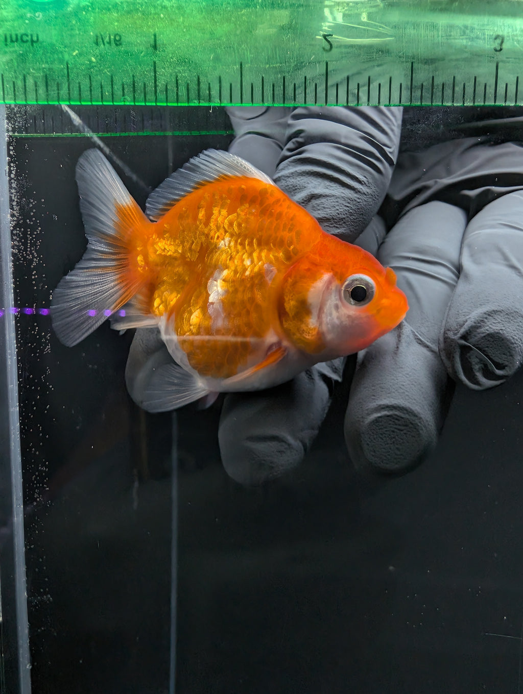 Baby Thai Shogun Oranda Red White 2"-2.5" in. ID#1016BSG11A-006