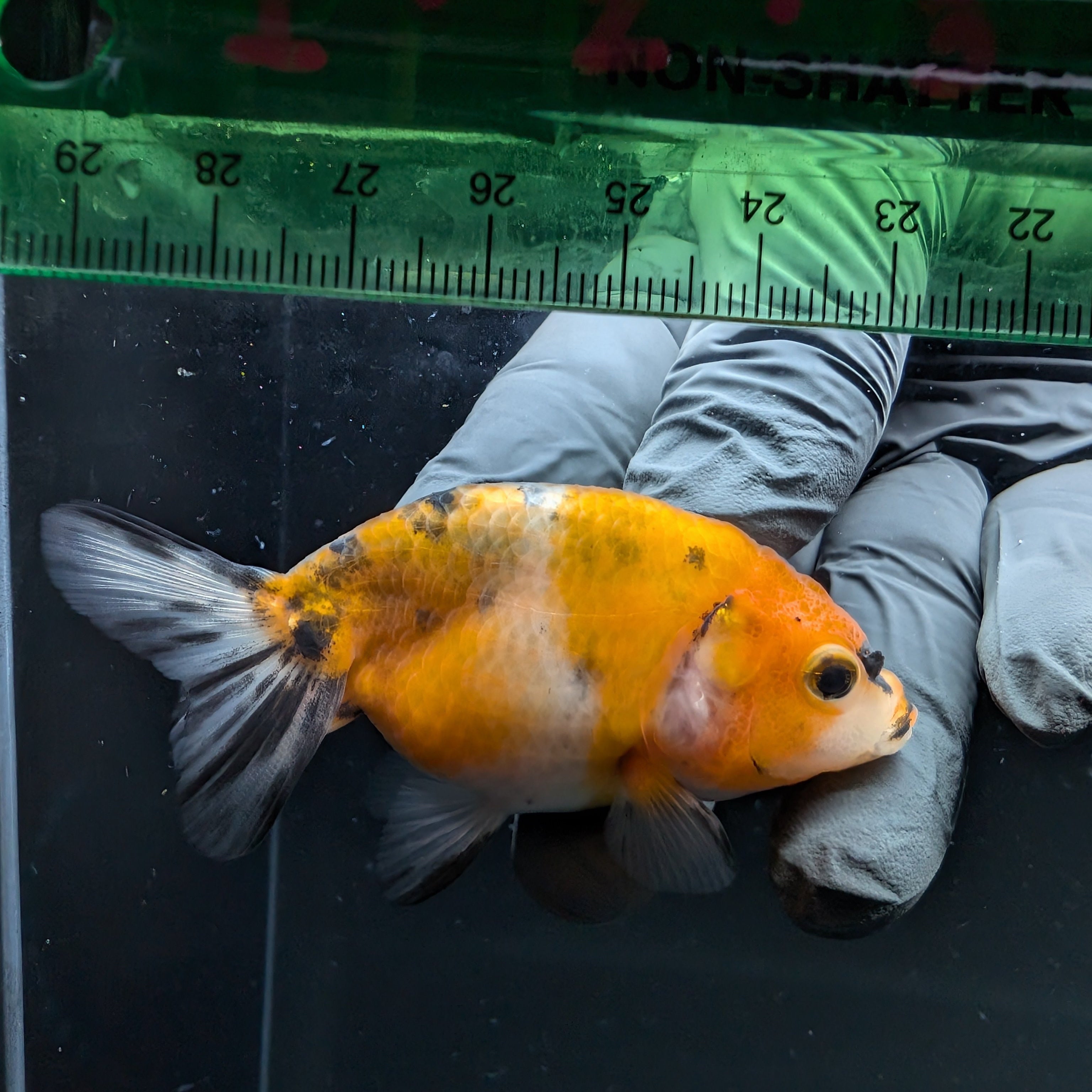 Ranchu Calico 2.5"-3" in. ID#724R4A-035