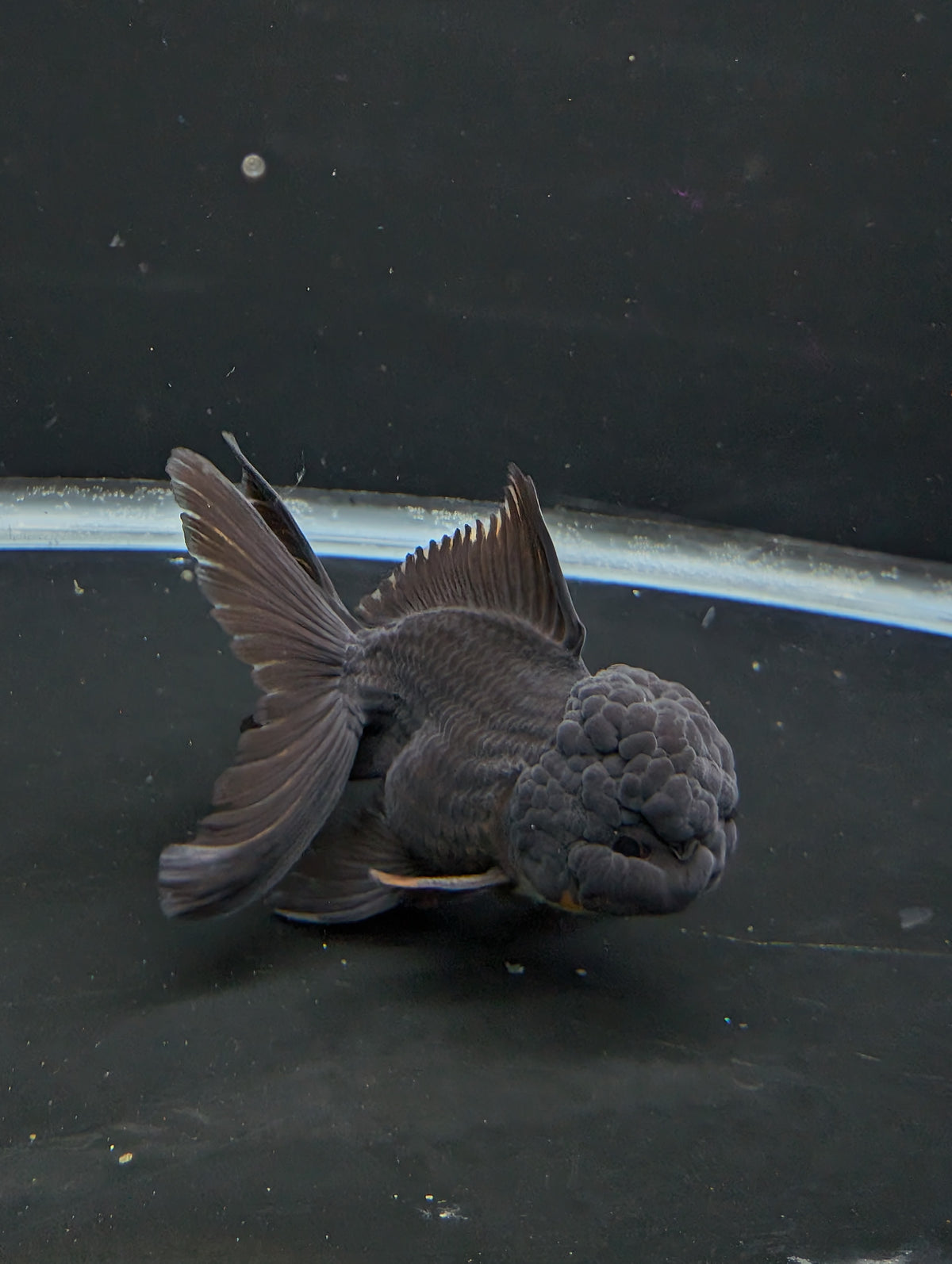 Thai Oranda Godzilla Black 3.5"-4"in.  ID#1023T1A-028
