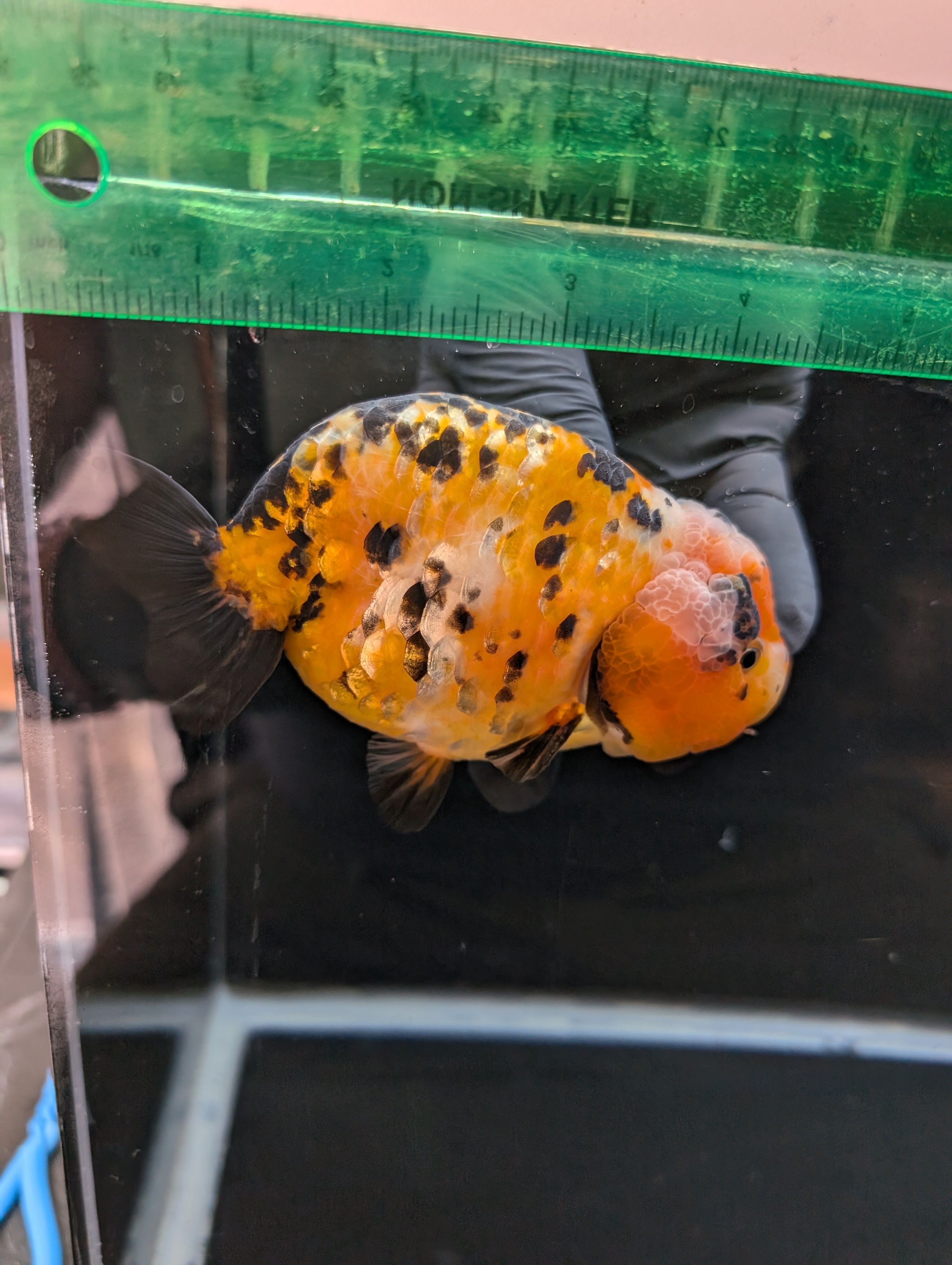 Jumbo Ranchu Calico 4.5"-5" in. ID#821R8A-033