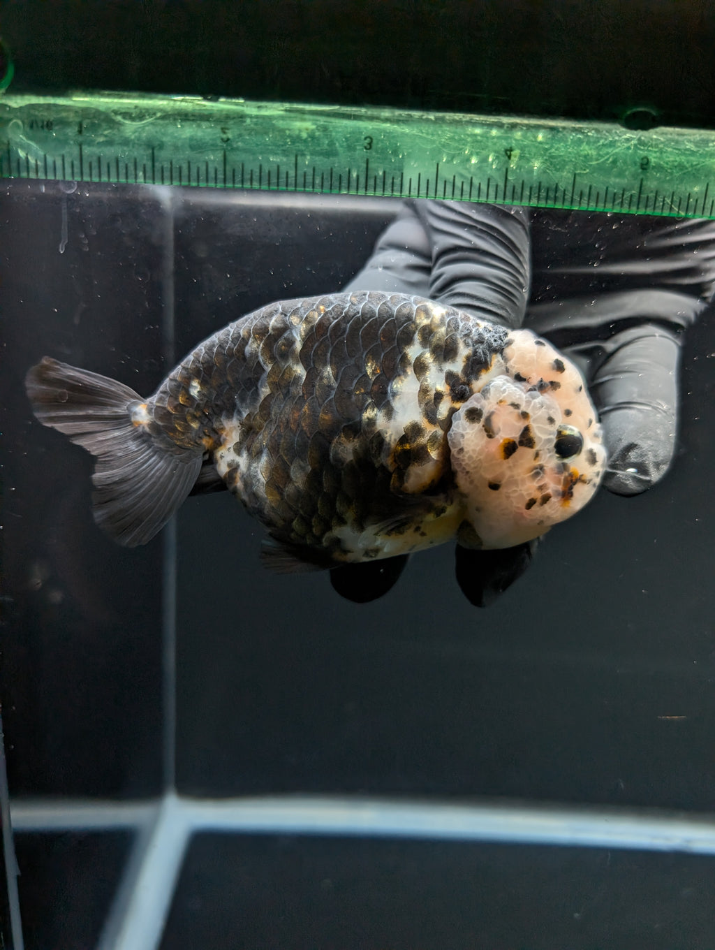 Jumbo Ranchu Heavy Ink Calico 4"-4.5" in. ID#918R8A-071