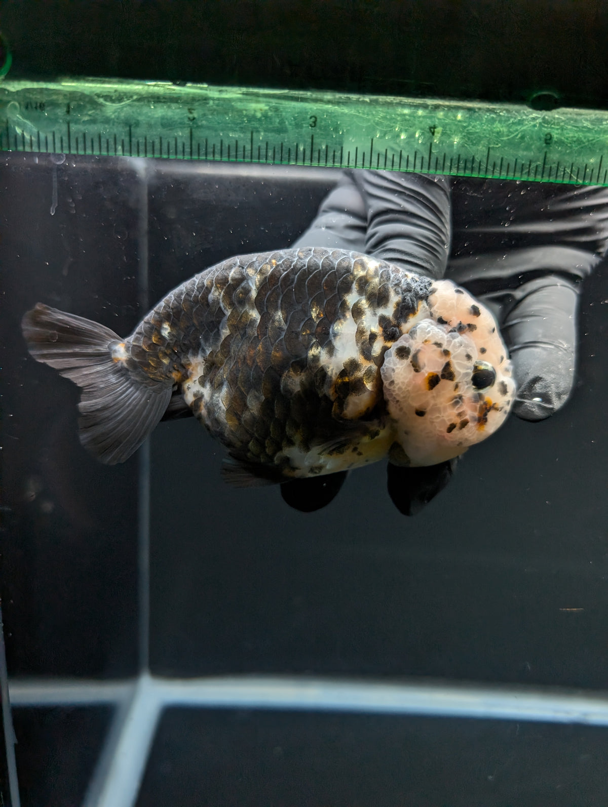 Jumbo Ranchu Heavy Ink Calico 4"-4.5" in. ID#918R8A-071