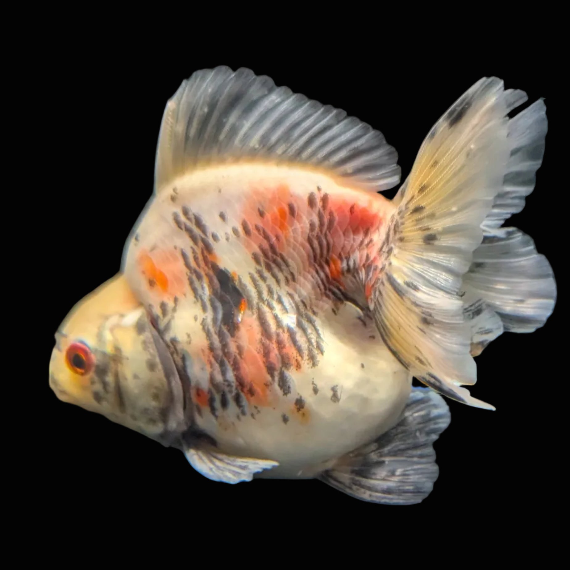 Jumbo Ryukin Short Tail Kirin Calico 4"-4.5" in. ID#3204B-005