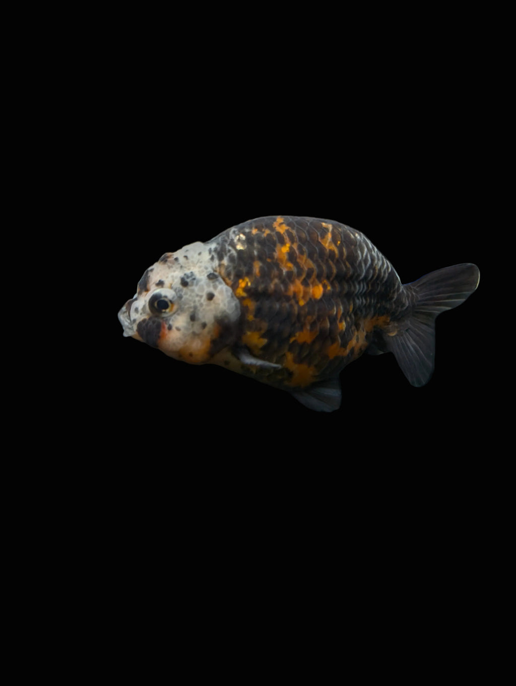 Jumbo Ranchu Kirin Calico 4"-4.5" in. ID#918R8A-074