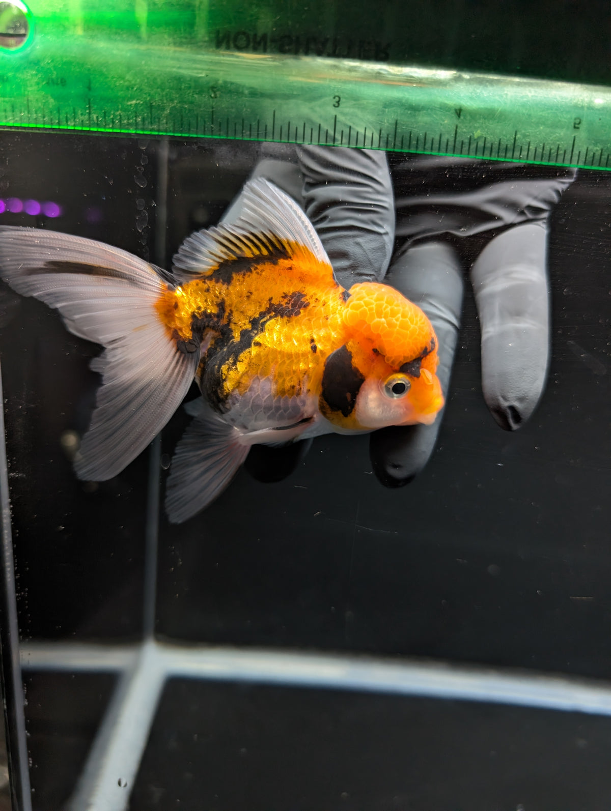 Thai Oranda Tricolor 4"-4.5"in.  ID#1023T1A-025